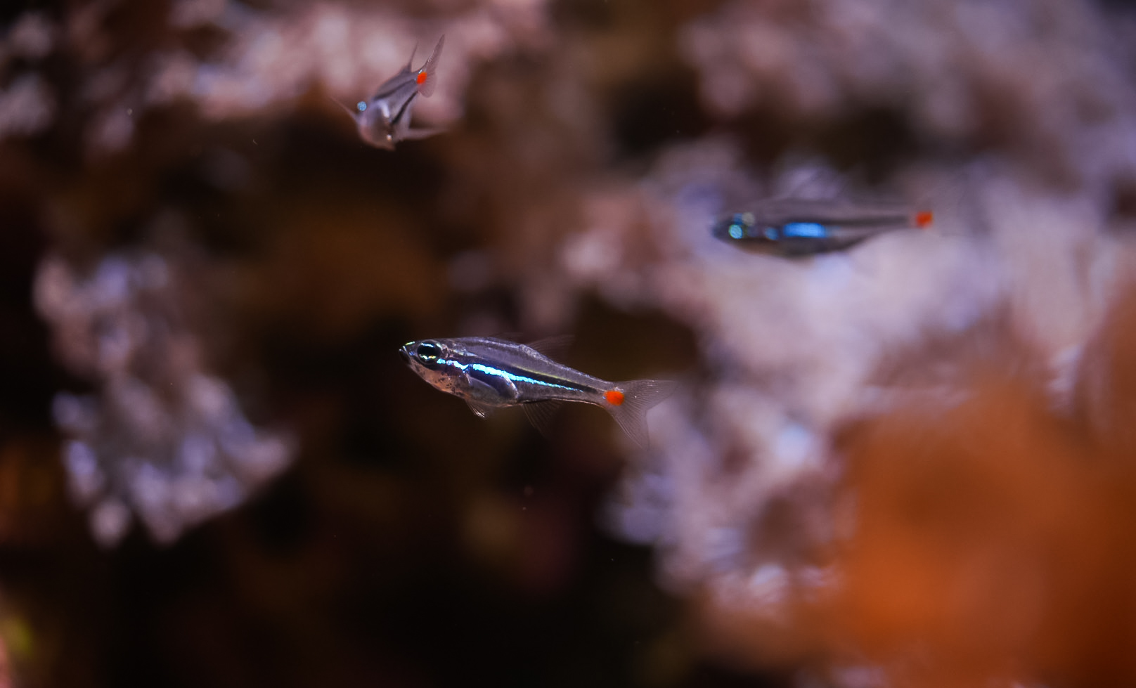 Red Spot Cardinalfishes
