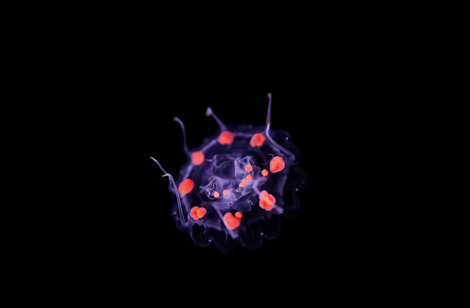 Red-spot Crown Jelly
