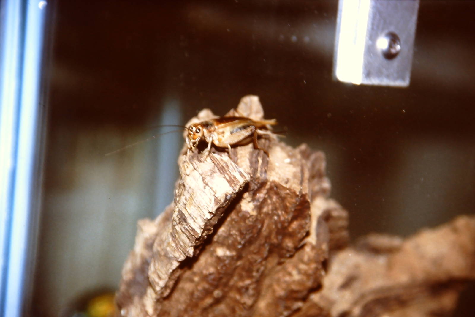 Red-spotted assasin bug, Bug World, Liverpool 2010