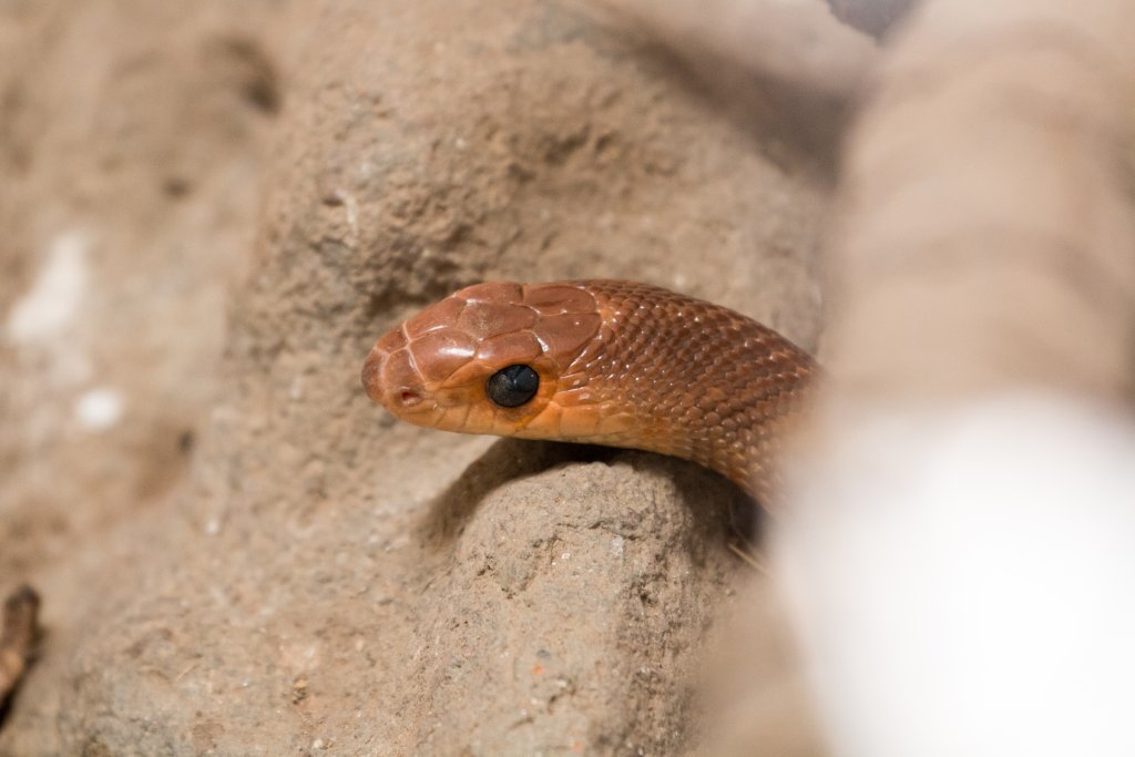 Red-spotted Beaked Snake