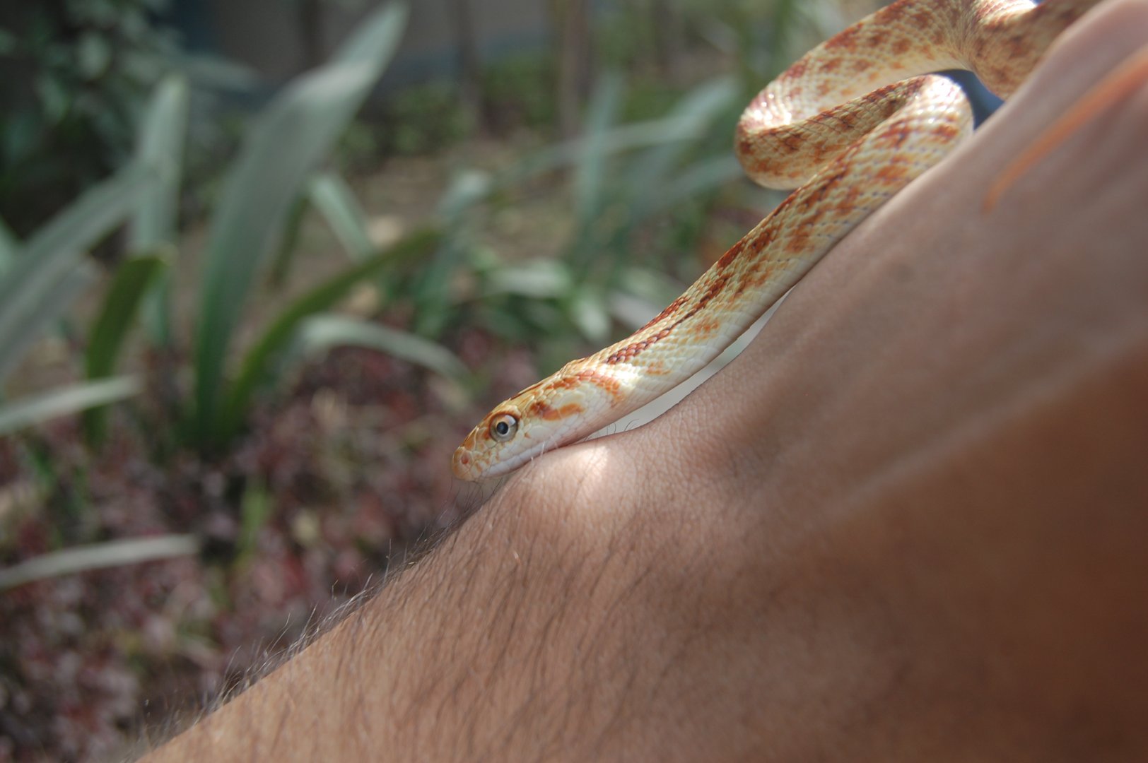 Red-spotted diadem snake