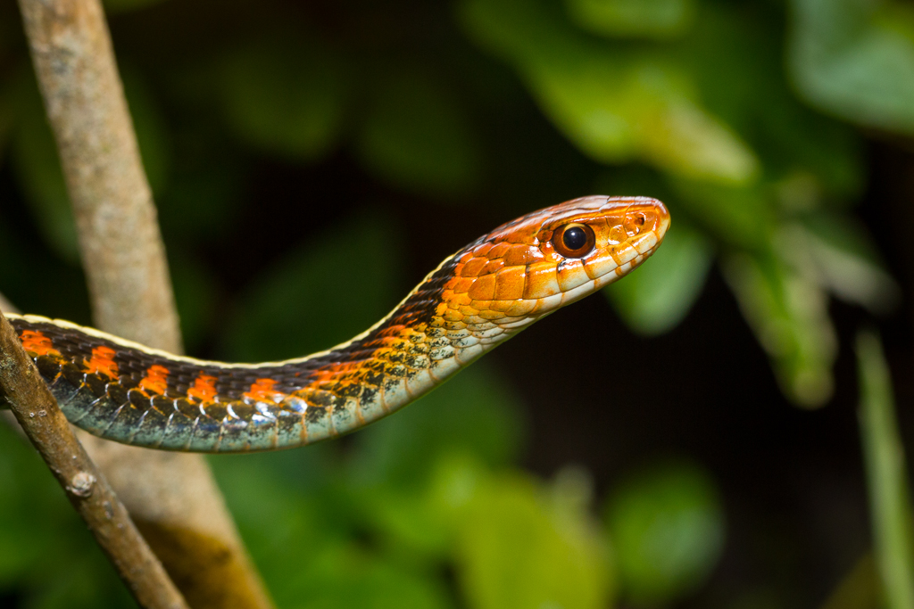 Red-spotted garter snake - Thamnophis sirtalis concinnus