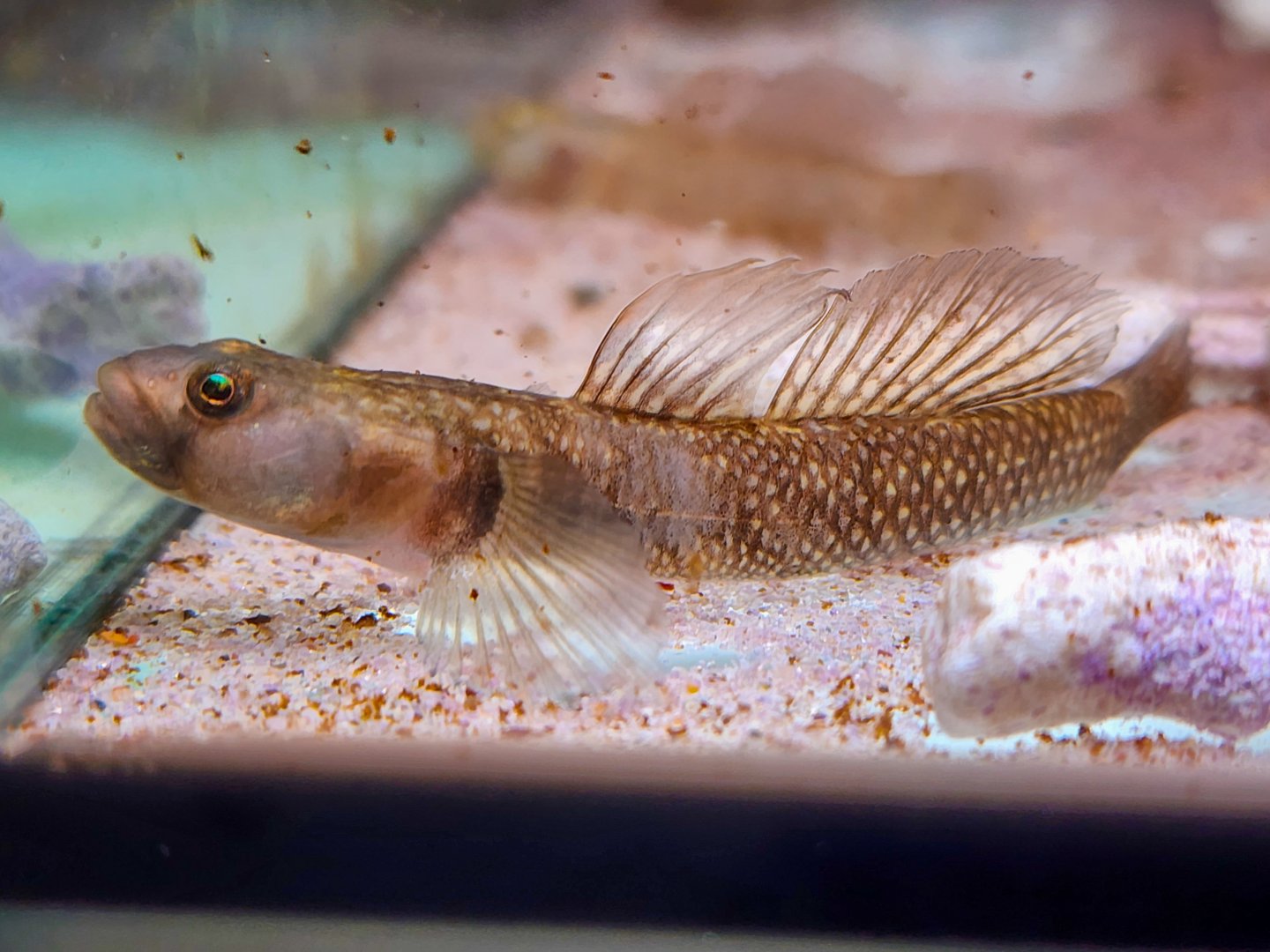 Red-spotted Goby (Rhinogobius szechuanensis)