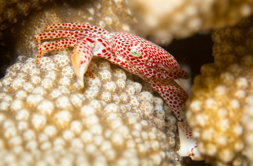Red-spotted Guard Crab