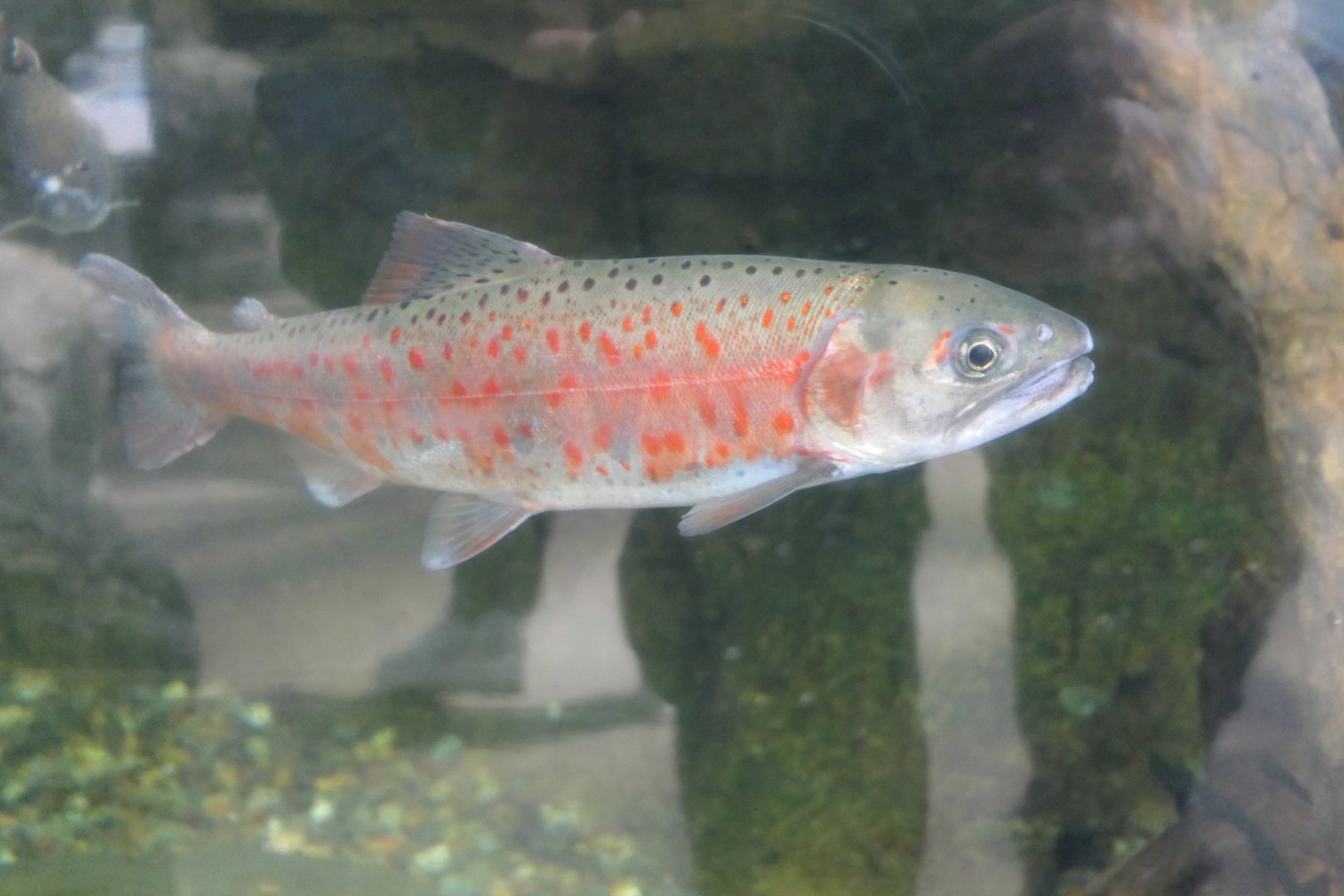 Red-spotted Masu (Oncorhynchus masou ishikawae)