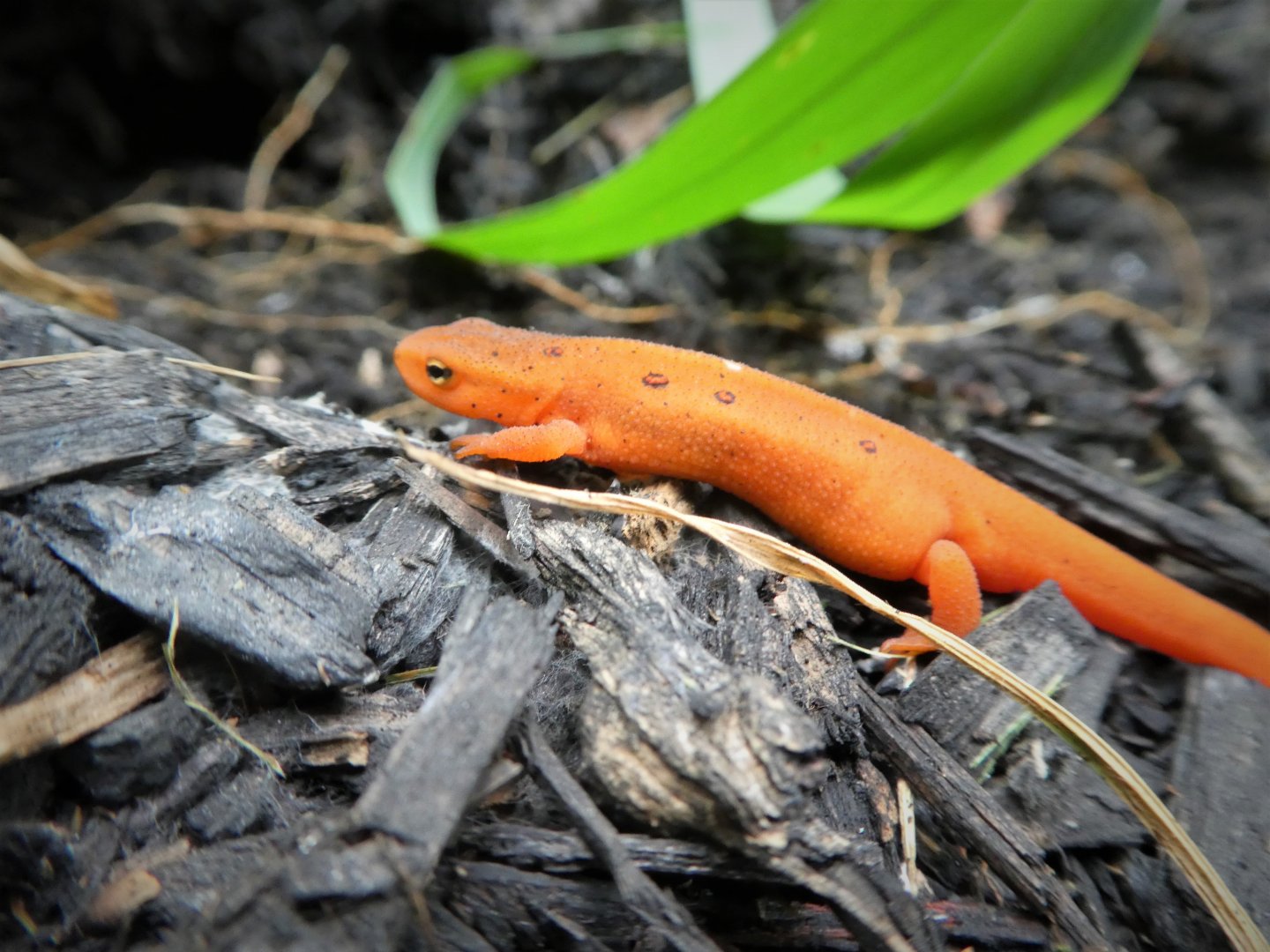Red-spotted Newt