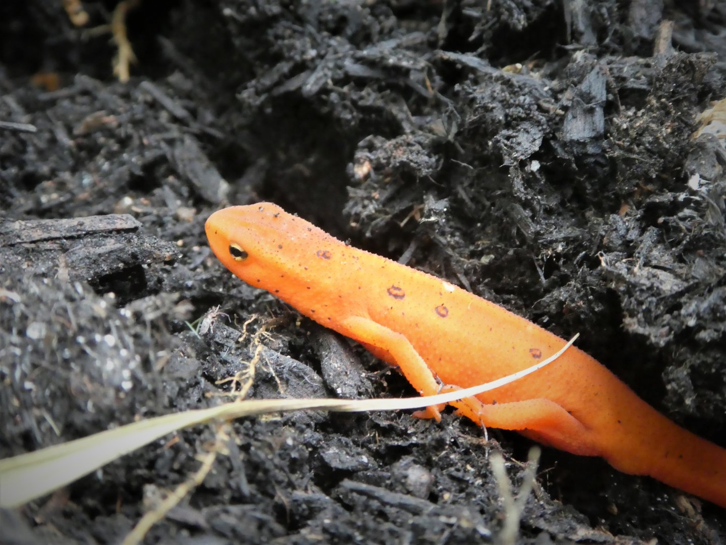 Red-spotted Newt
