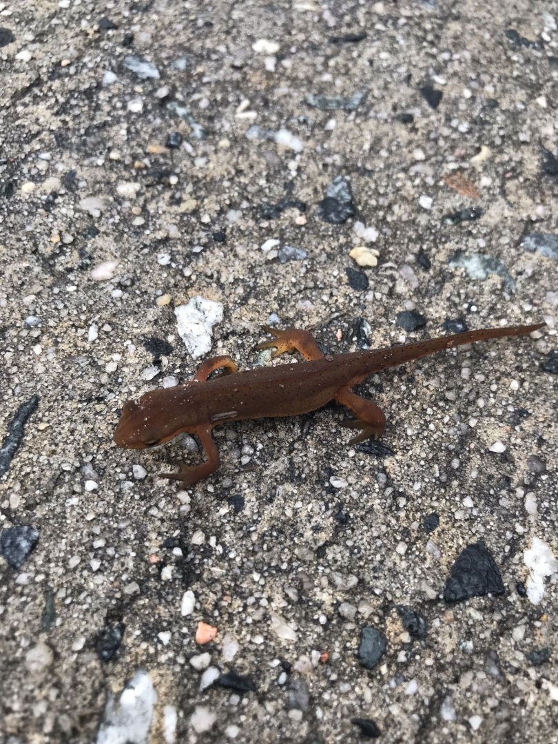 Red-Spotted Newt
