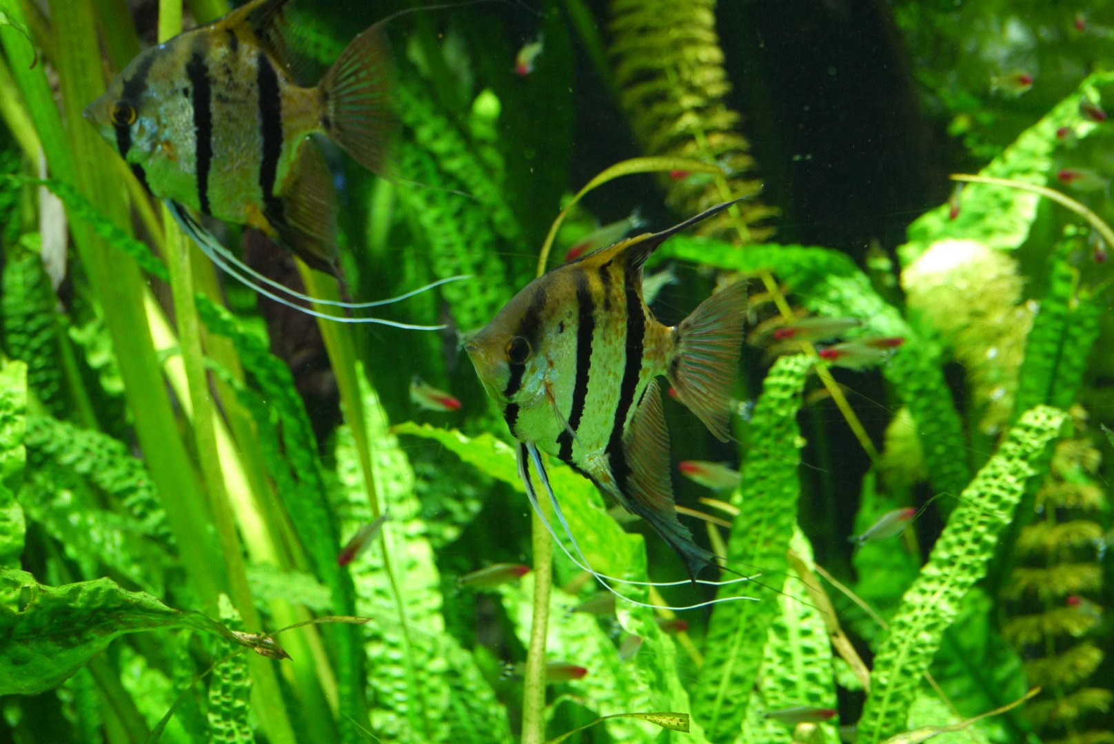 Red Spotted Peru Angelfish