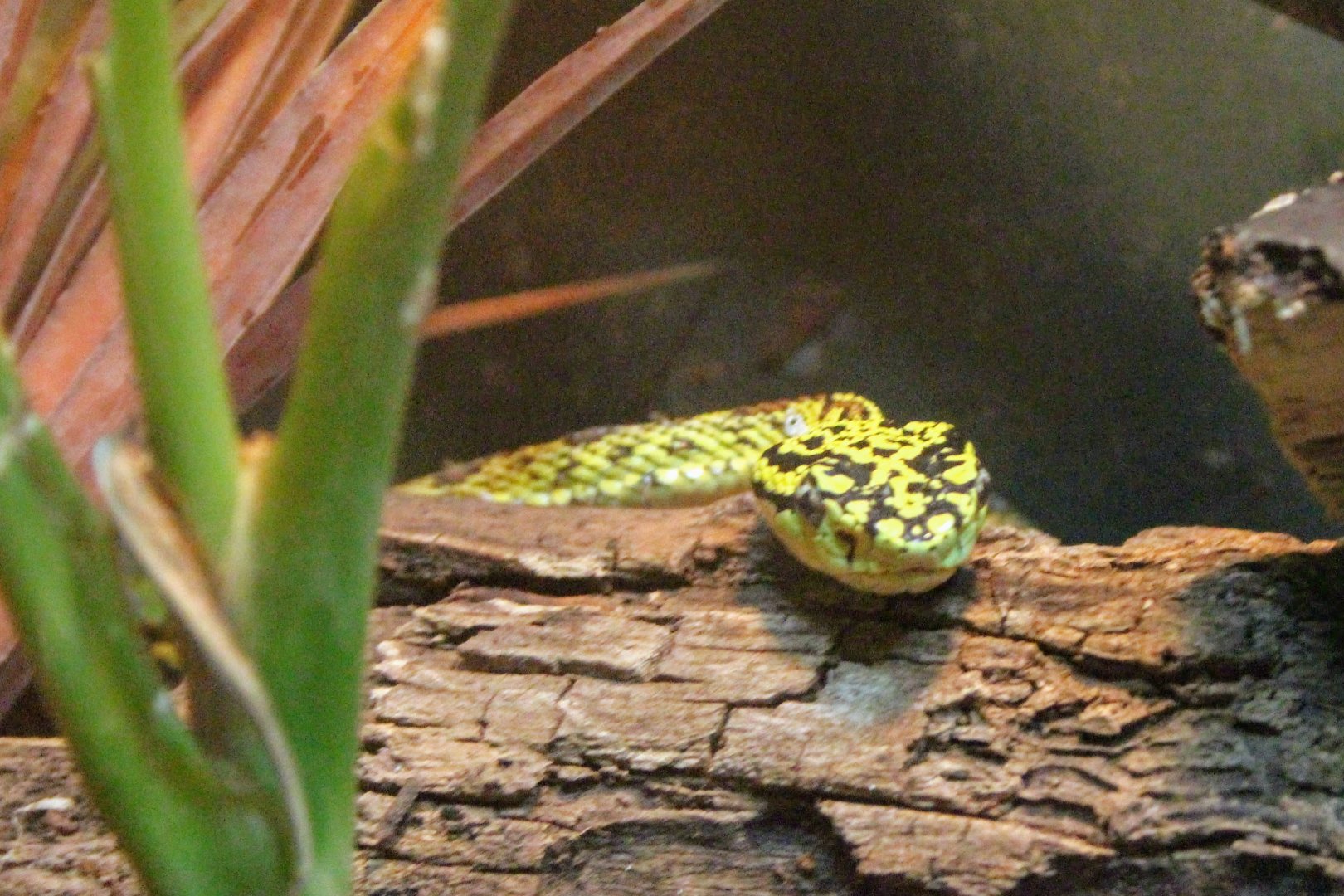 Red-spotted Pit Viper