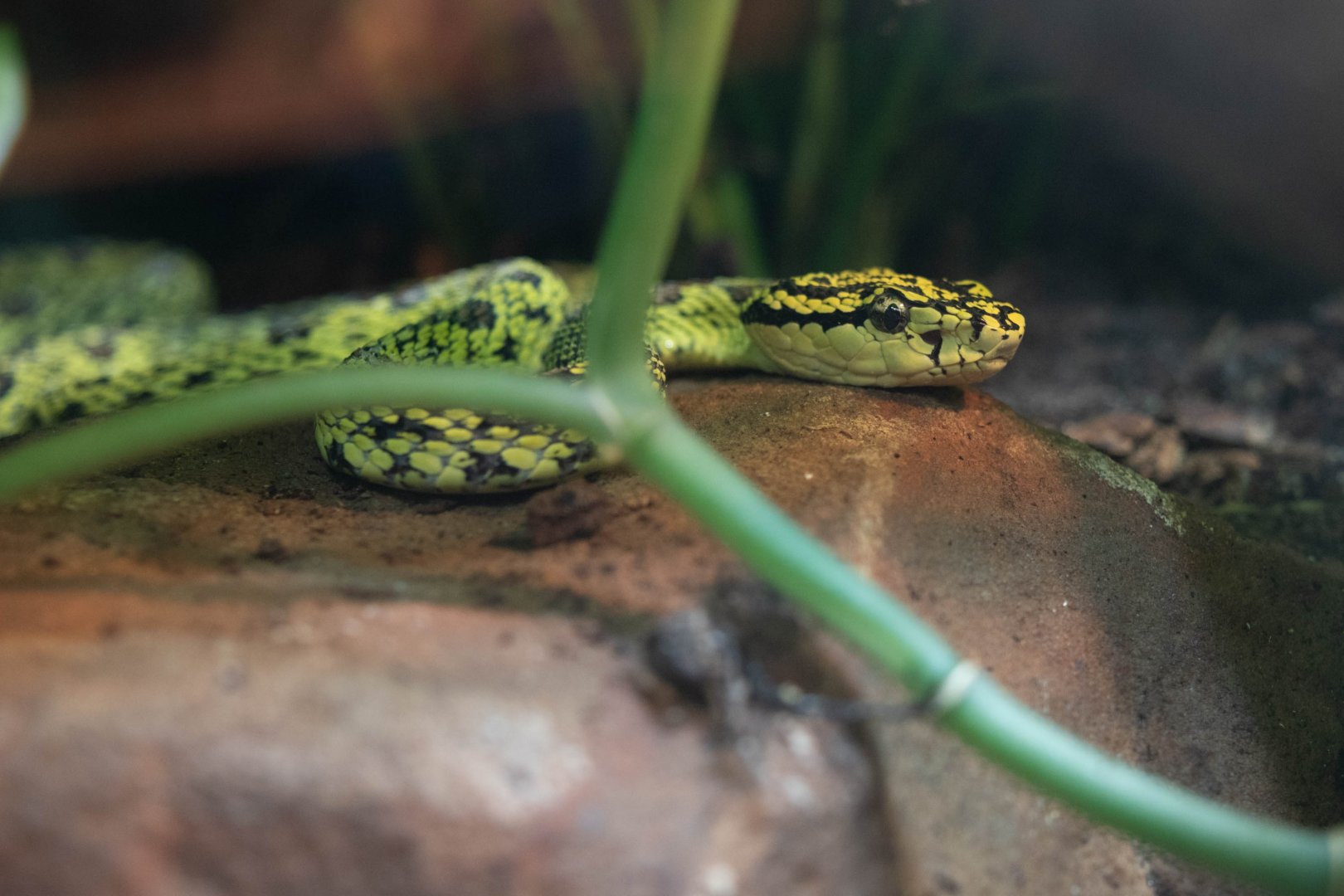 Red Spotted Pitviper (Trimeresurus jerdonii xanthomelas)