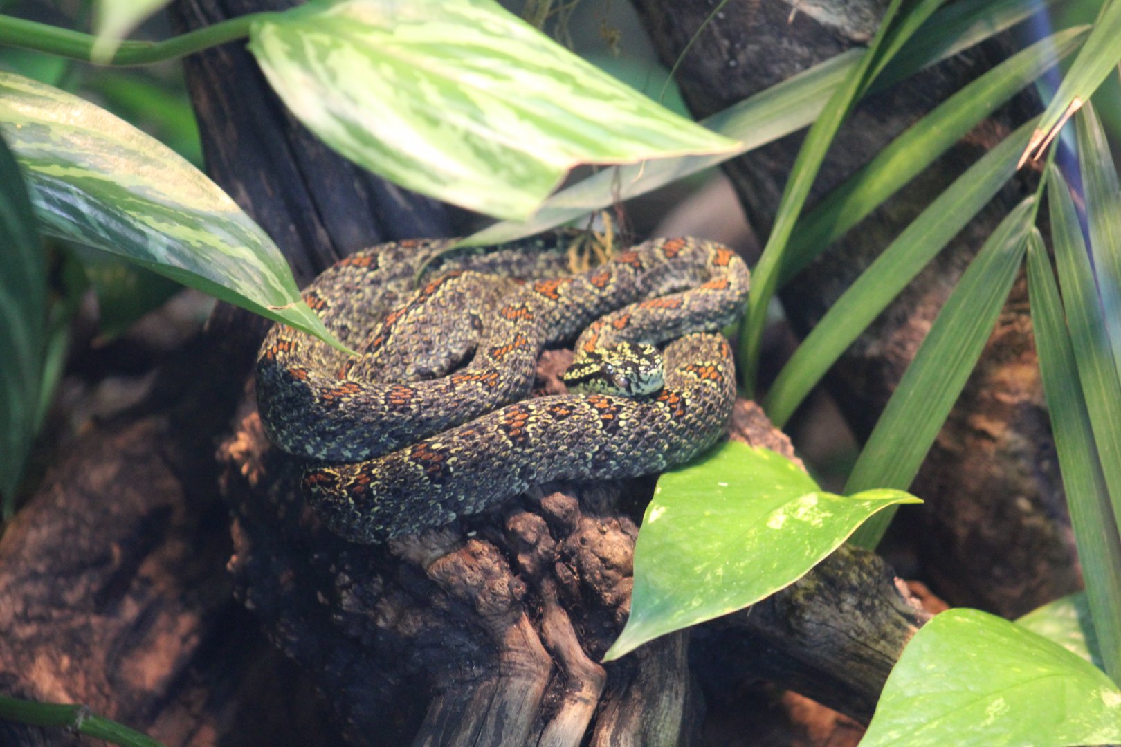 Red-Spotted Pitviper