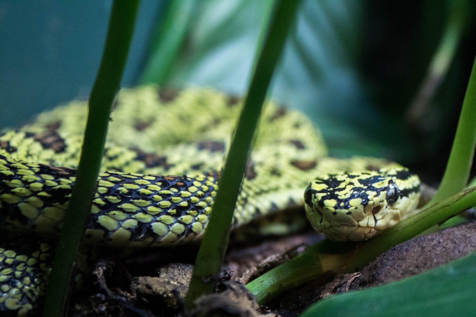 Red-spotted pitviper