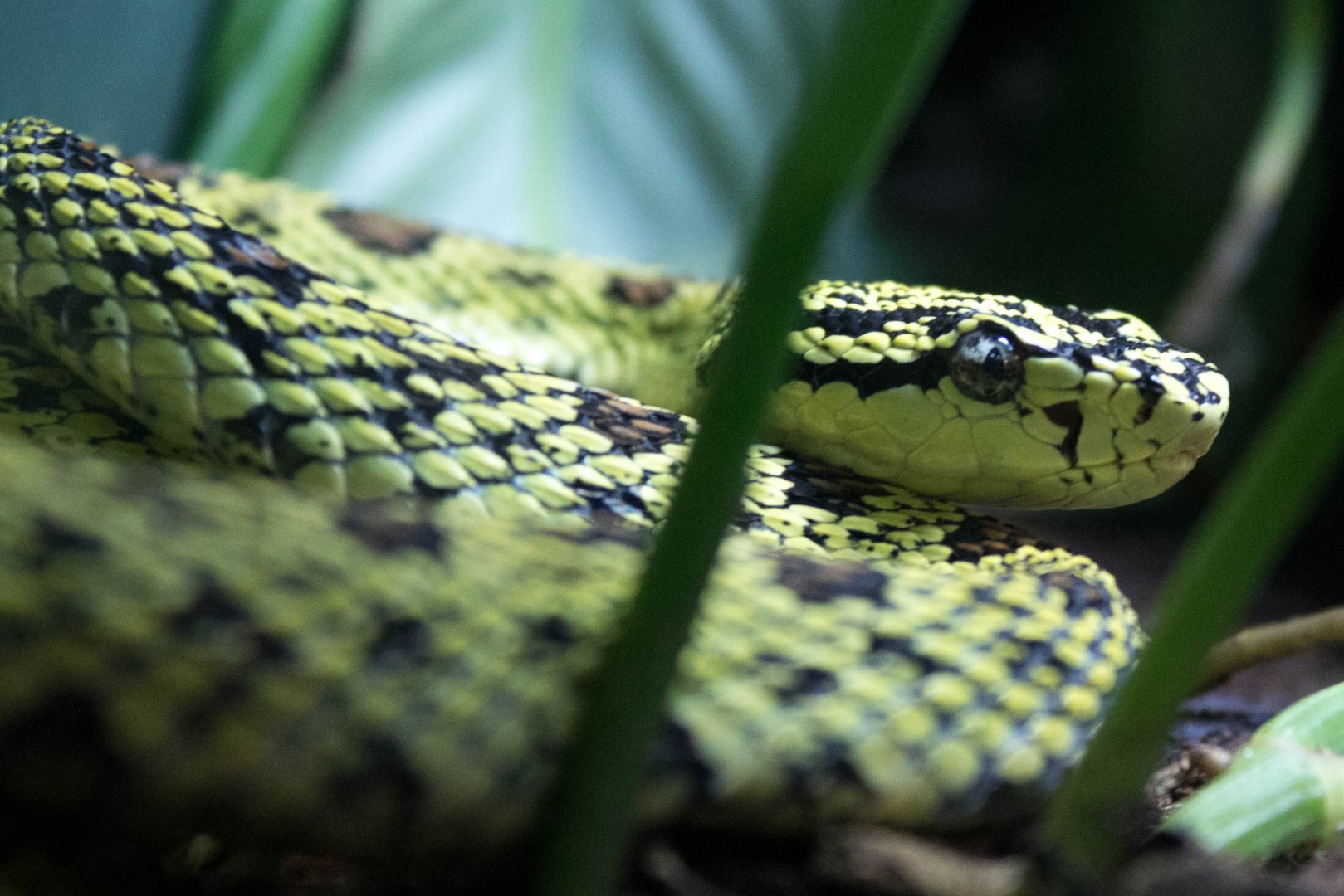 Red-spotted pitviper