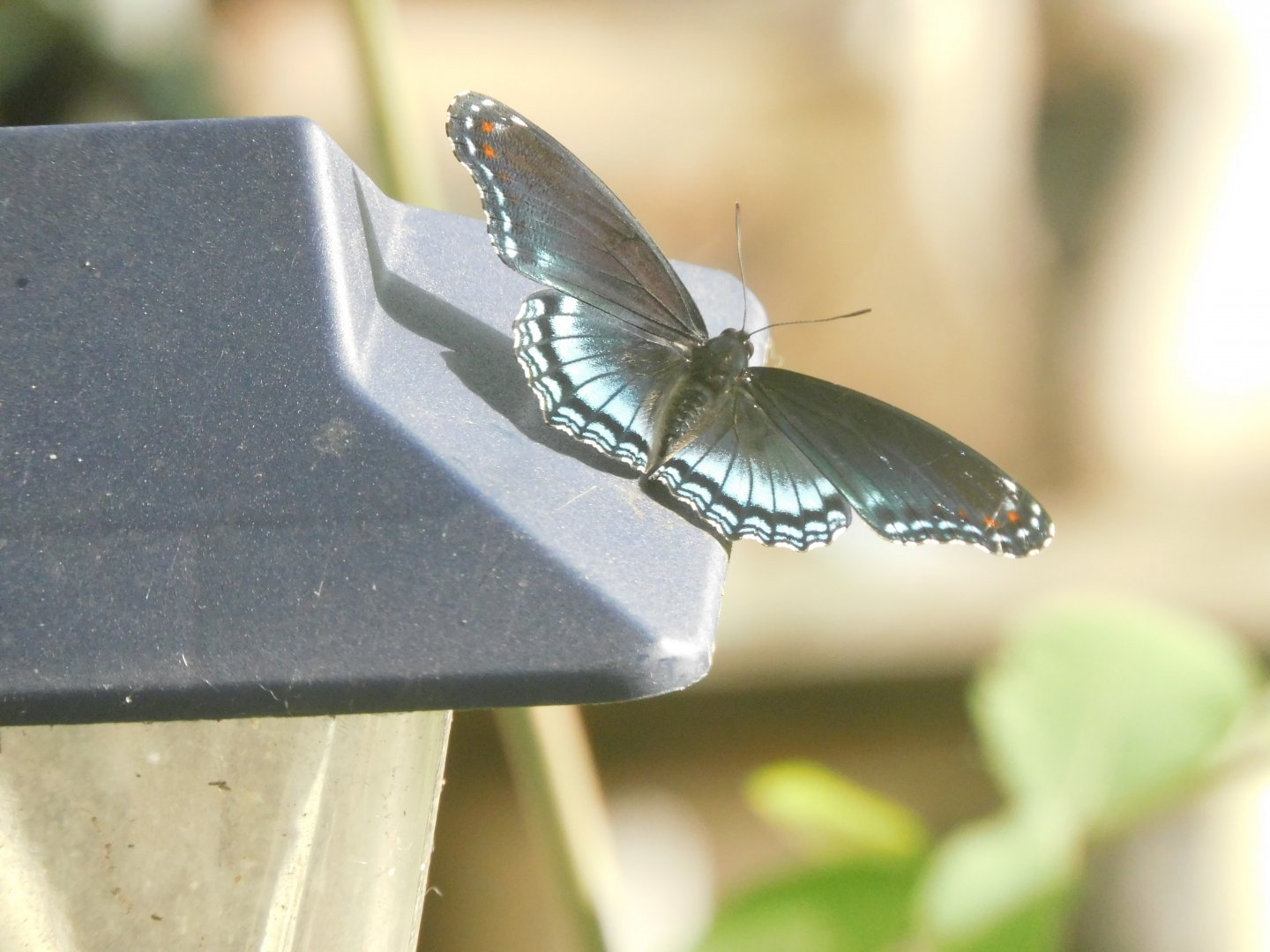 Red spotted purple butterfly