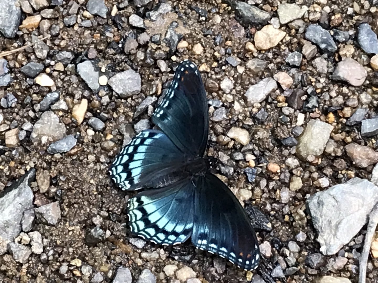 Red-spotted Purple (Limenitis arthemis astyanax)