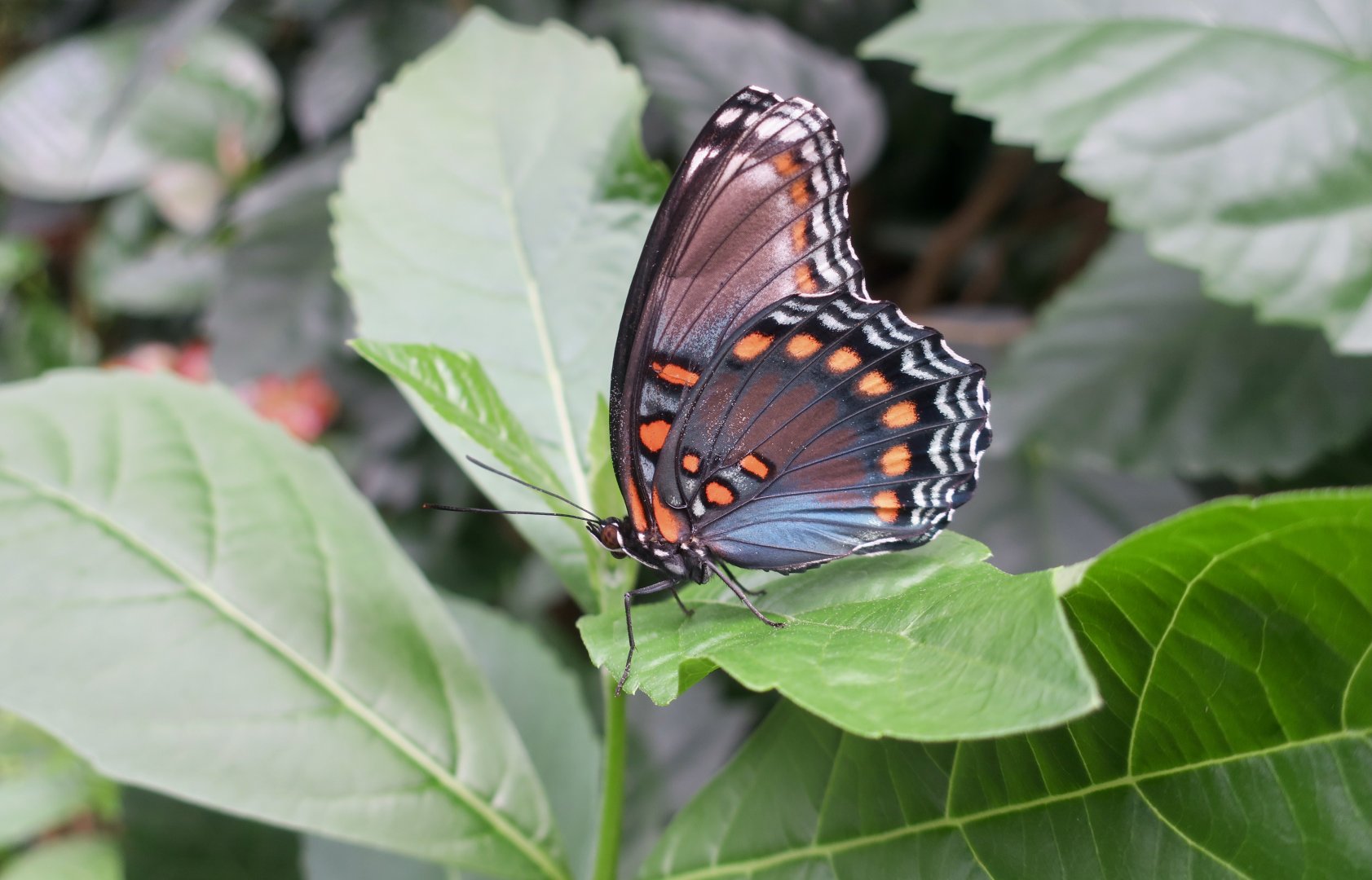 Red-Spotted Purple (Limenitis arthemis)