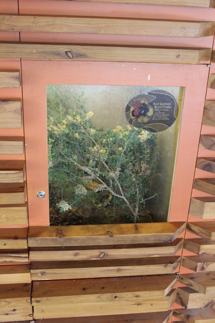 Red Spotted Rose Chafer enclosure