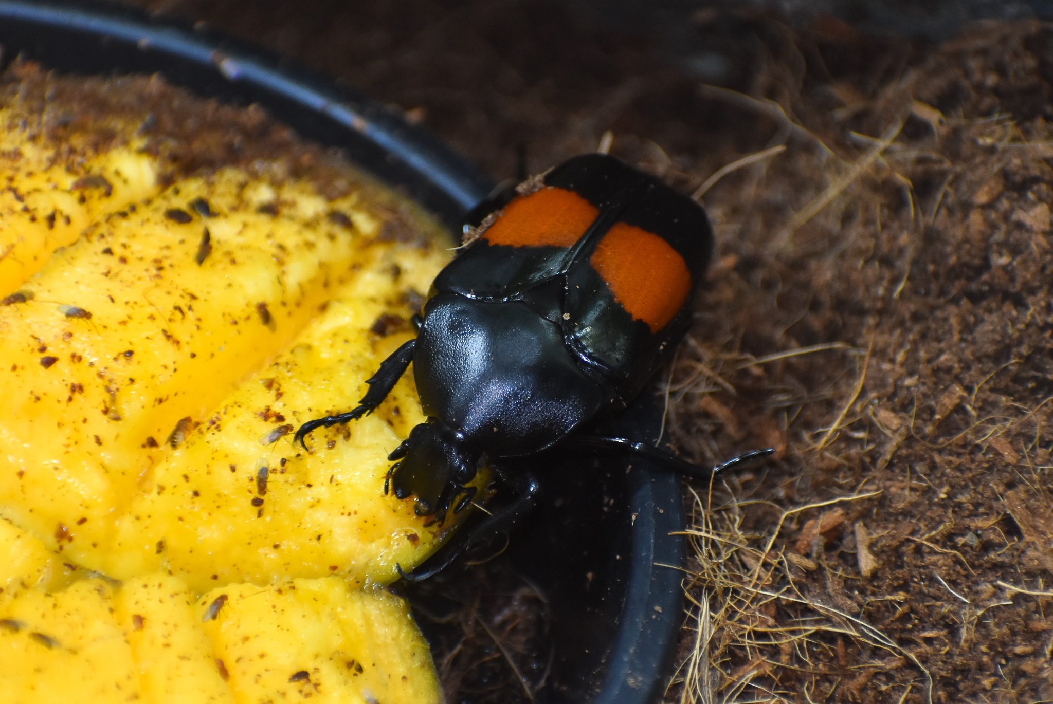Red-spotted Rose-Chafer