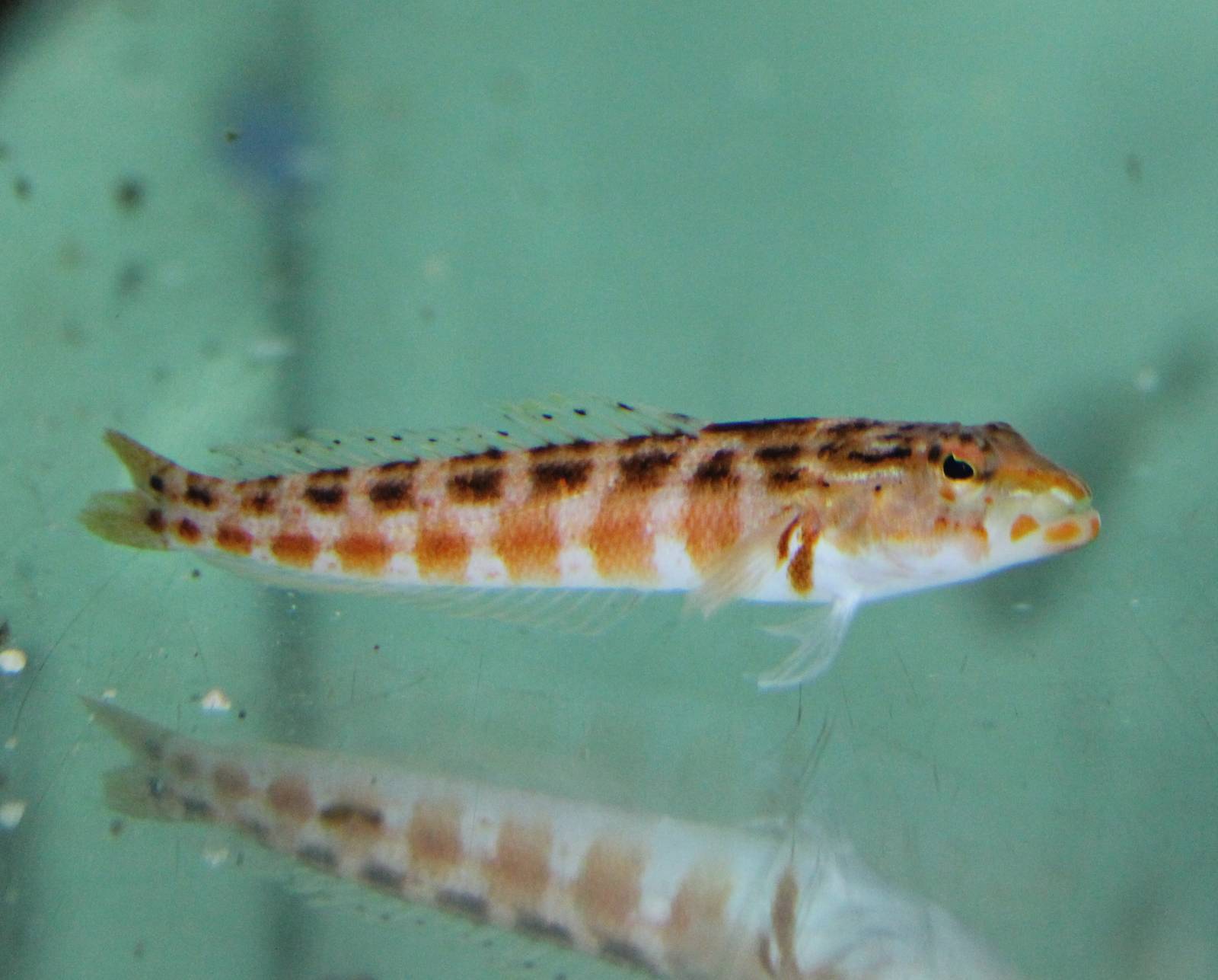 Red-spotted sand perch