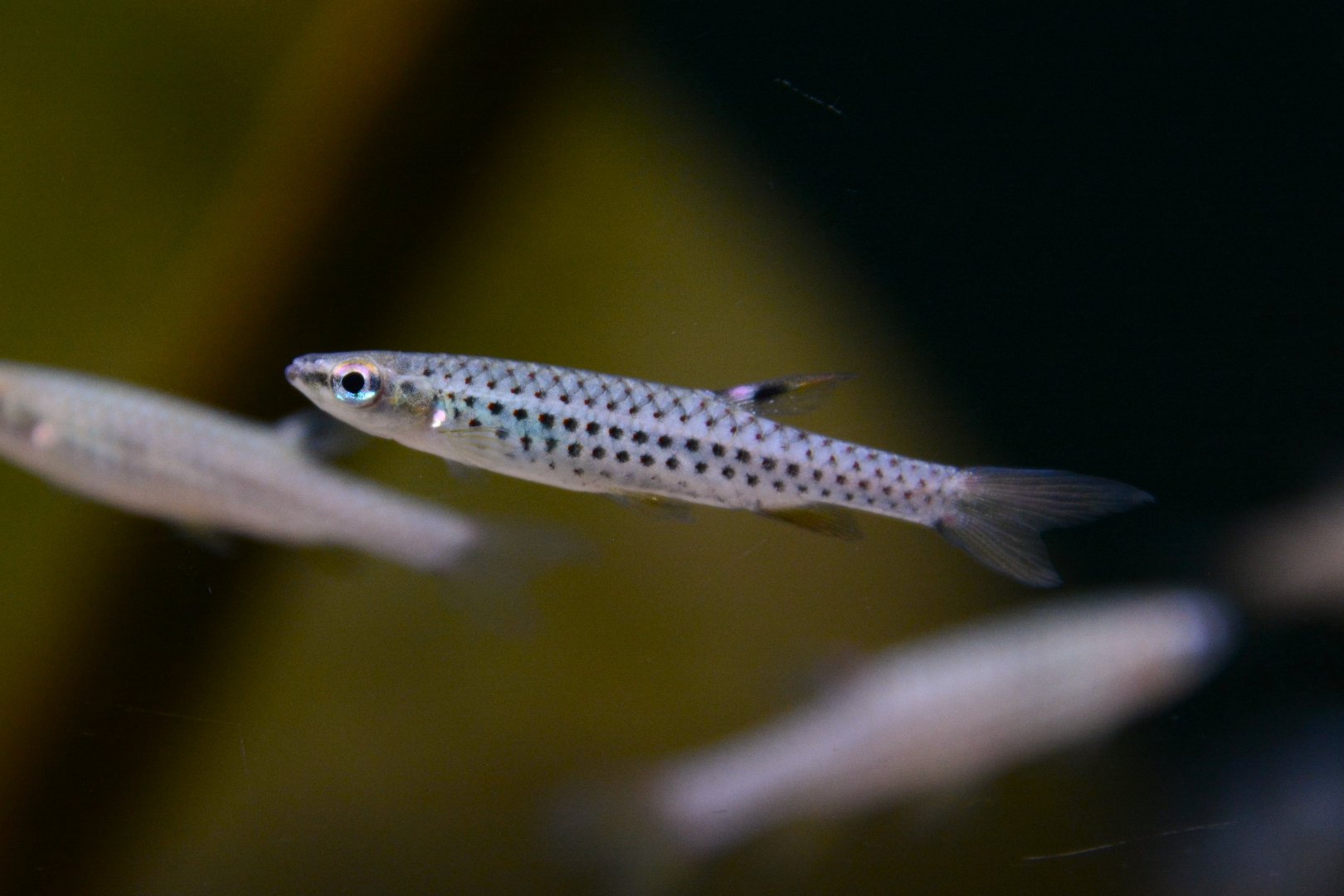 Red-spotted splashing tetra (Copella meinkeni)