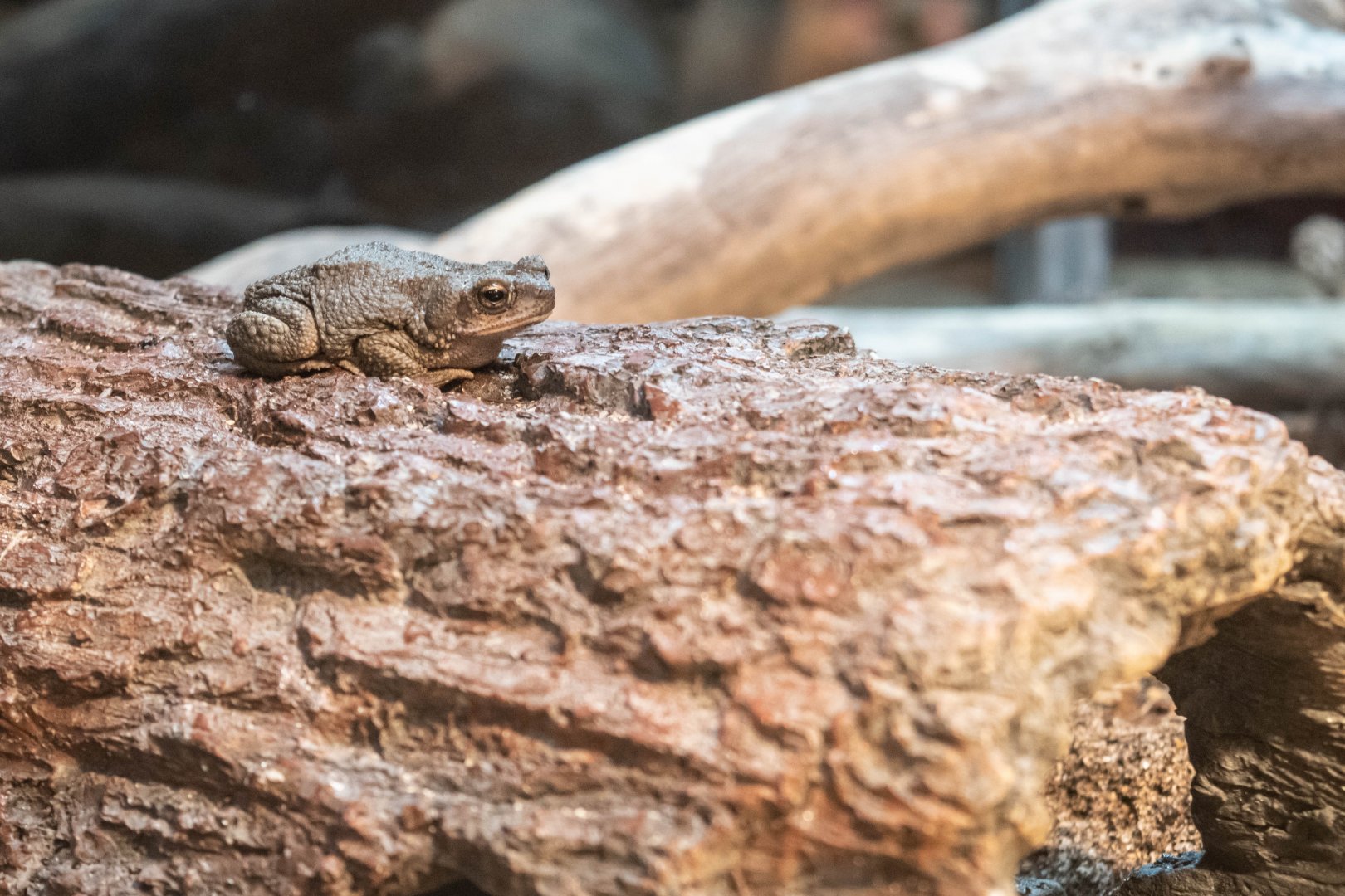 Red-Spotted Toad (Anaxyrus punctatus)