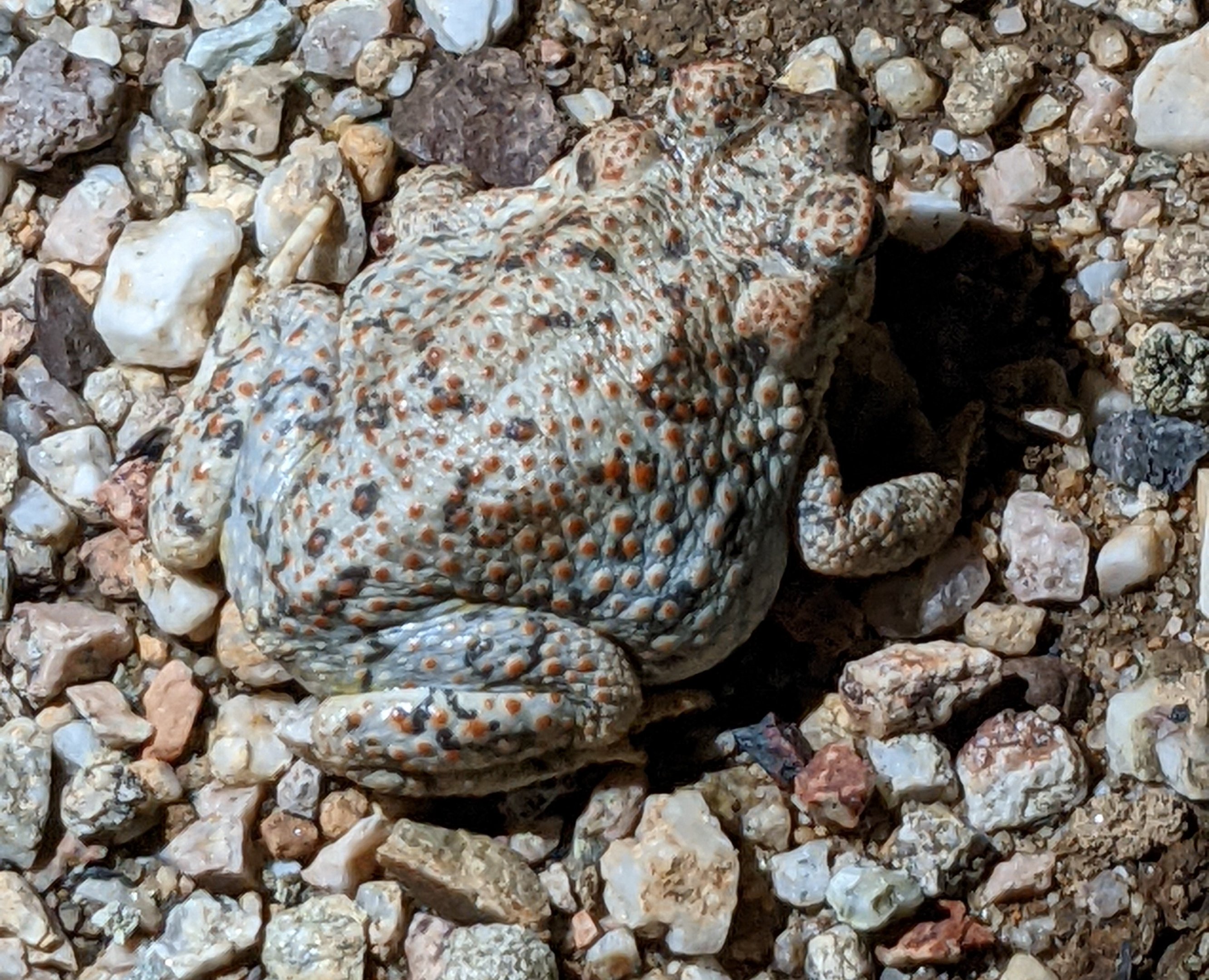 Red-spotted toad (Anaxyrus punctatus)