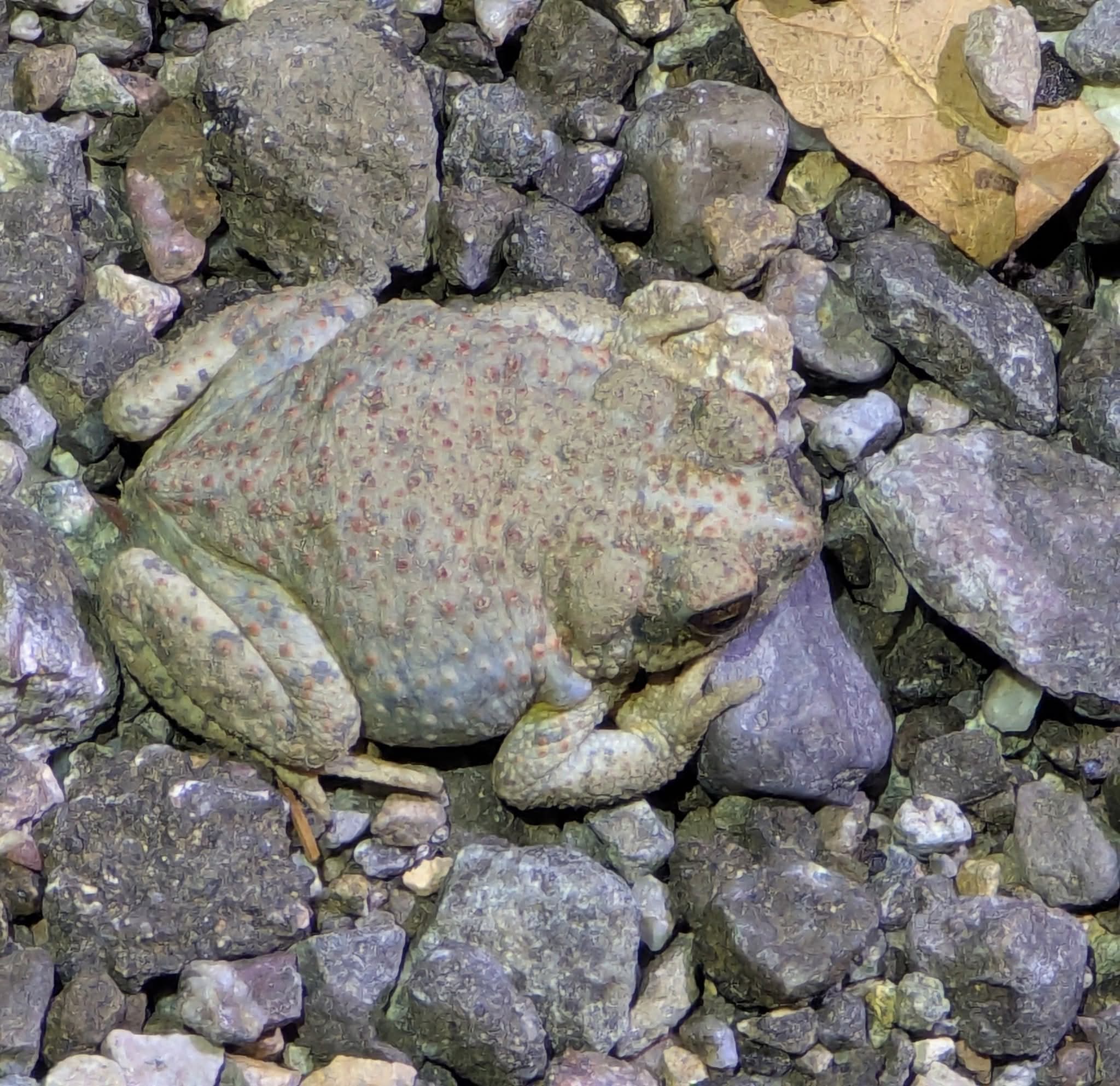 Red-spotted toad (Anaxyrus punctatus)