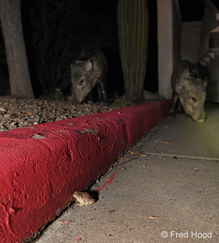 red spotted toad and javelinas