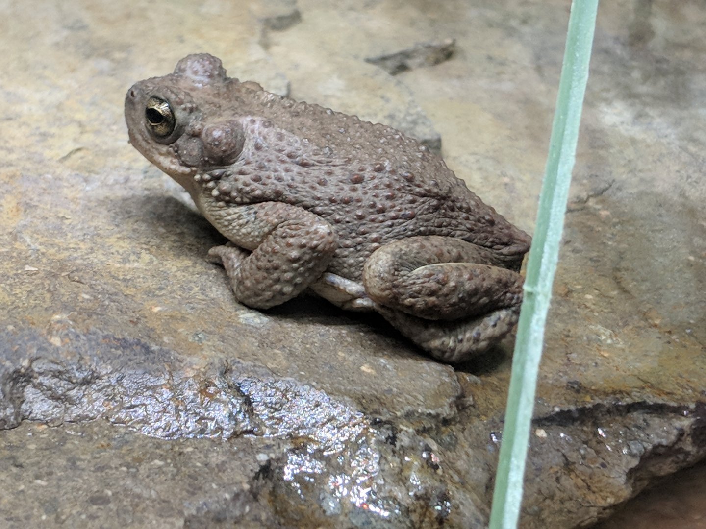 Red spotted toad (Bufo punctatus)