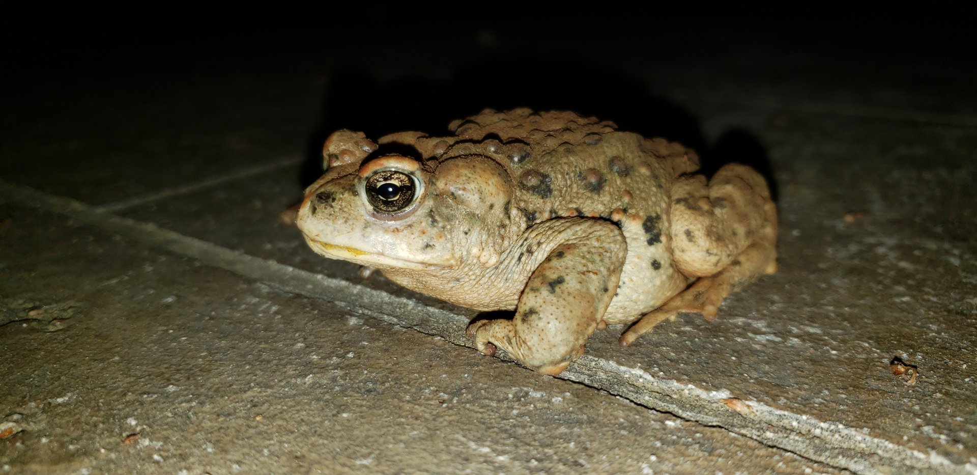 Red-spotted Toad