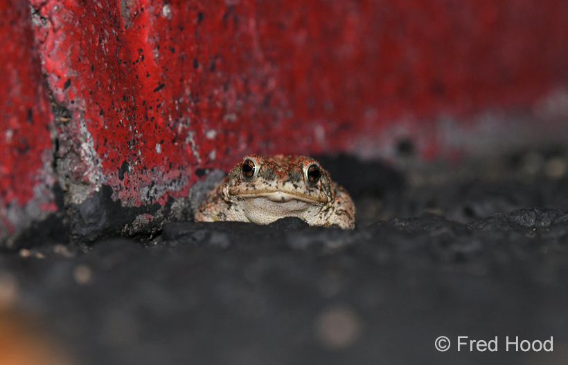 red spotted toad