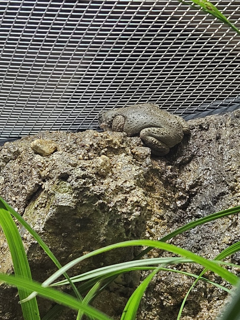 Red-Spotted Toad