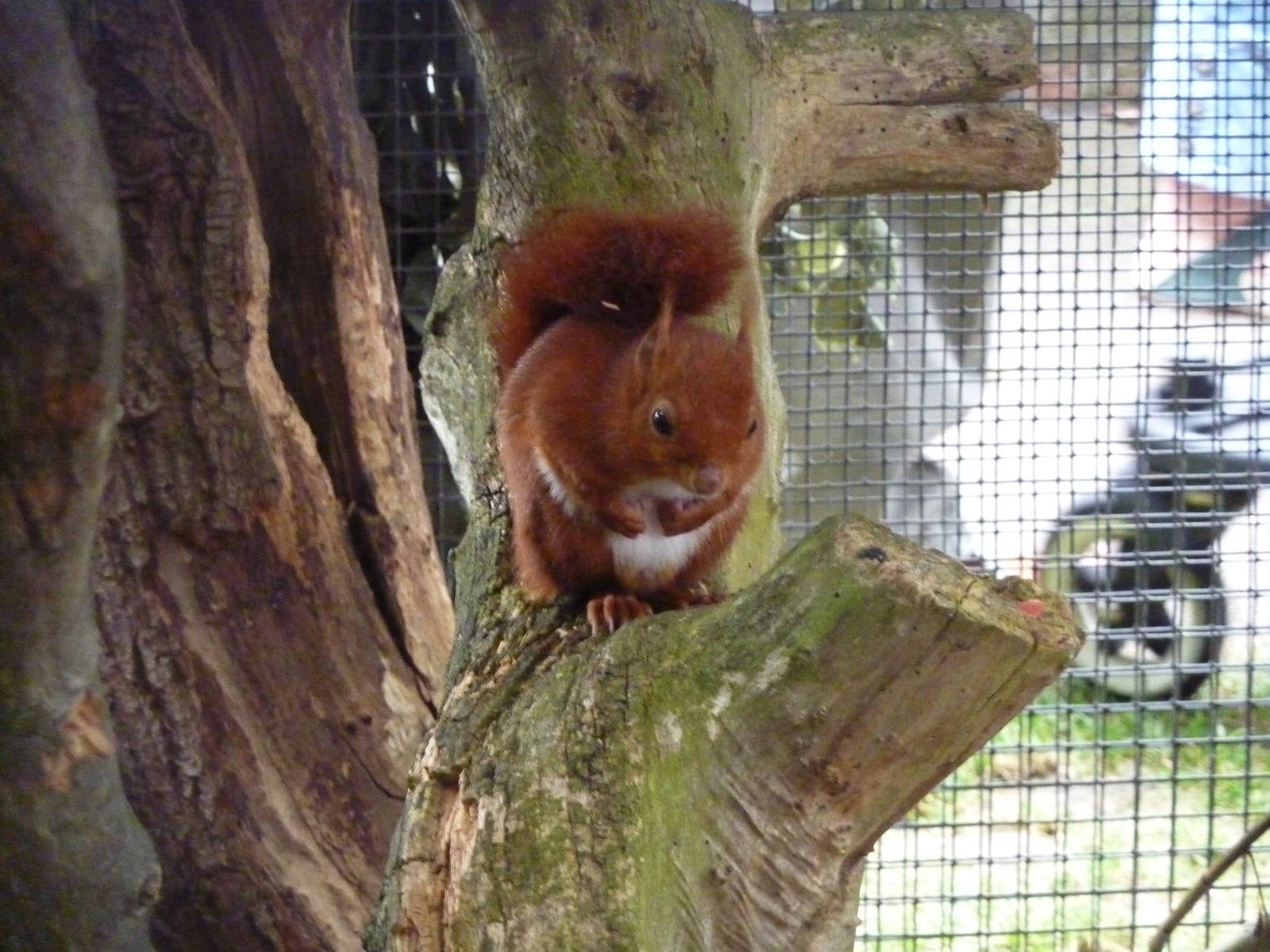Red squirrel - 20th August 2012