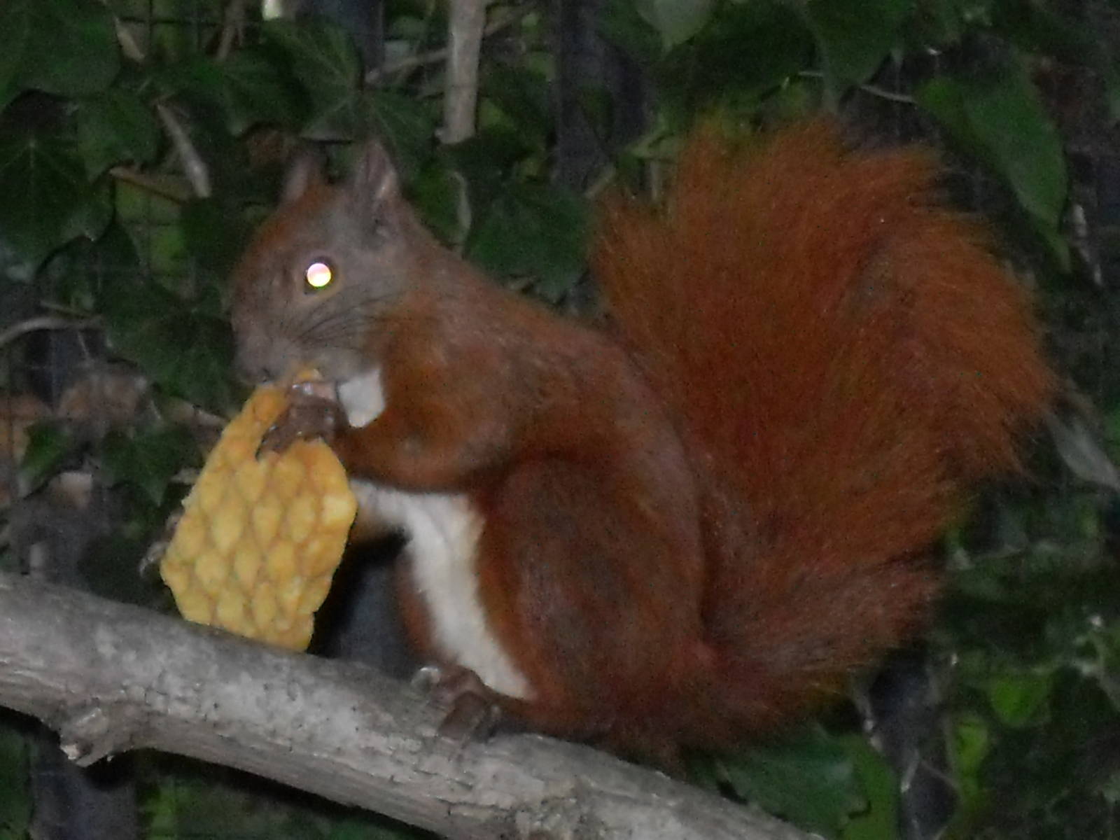 red squirrel and waffle 030910