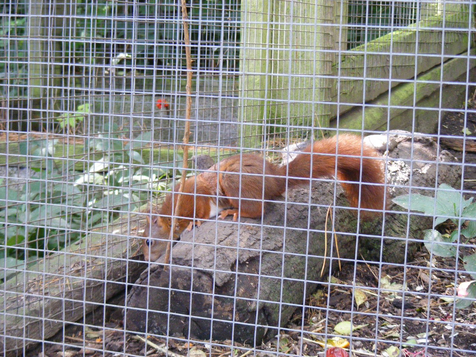 Red squirrel at Dudley Zoo, 28 August 2010