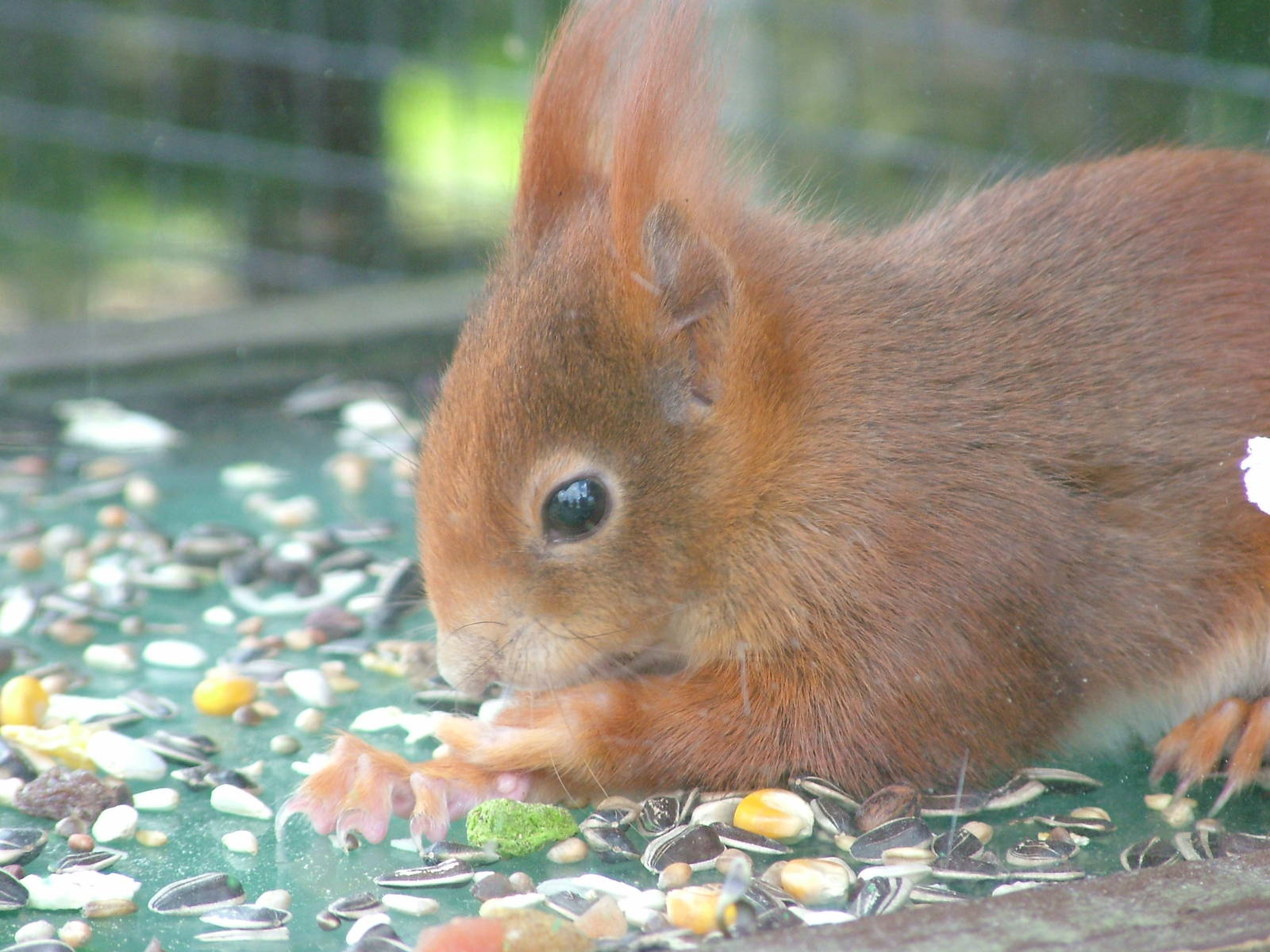Red Squirrel at the British Wildlife Centre 14/03/10