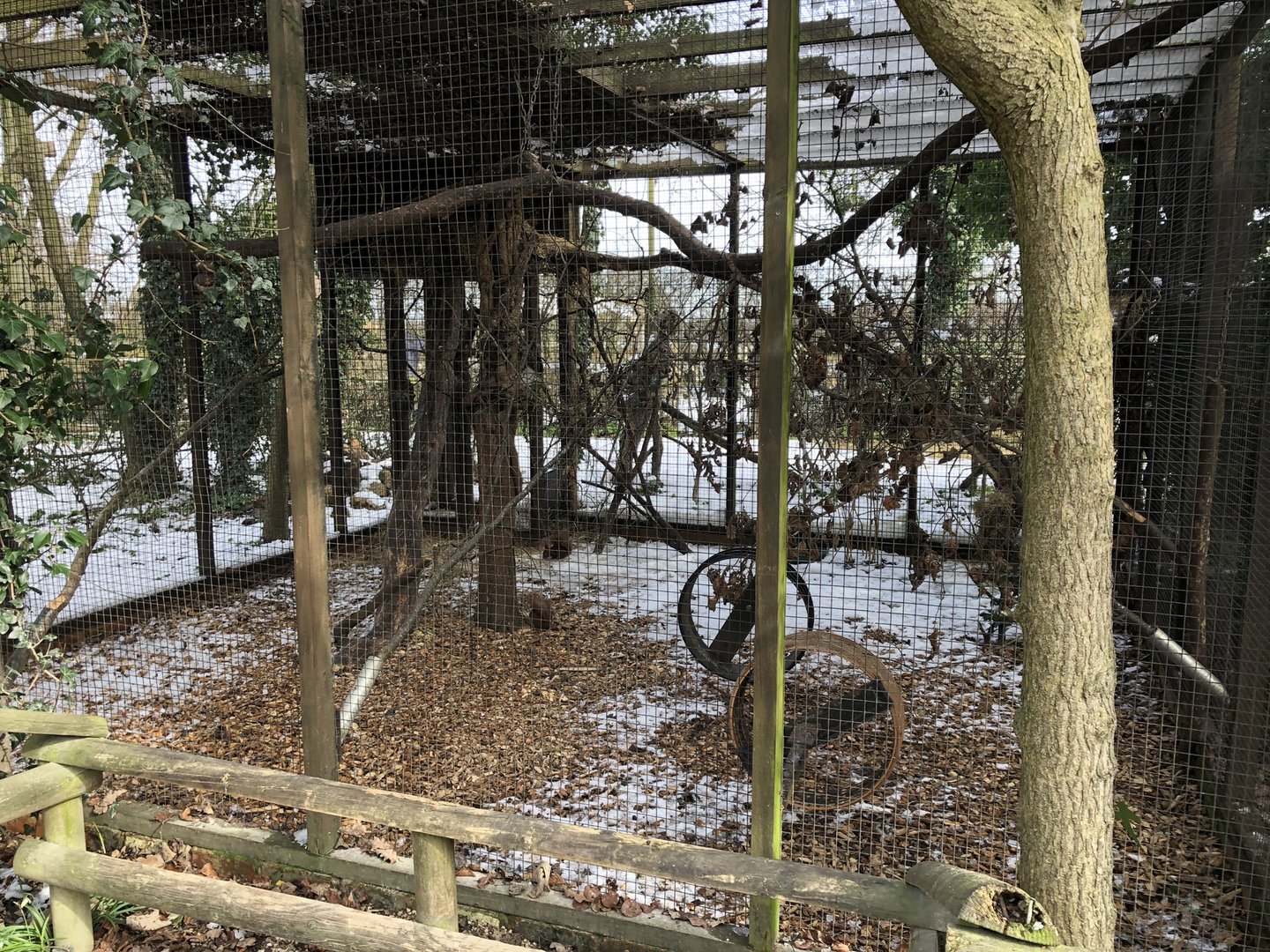 Red Squirrel Enclosure at Tropical Butterfly House (March 2023)