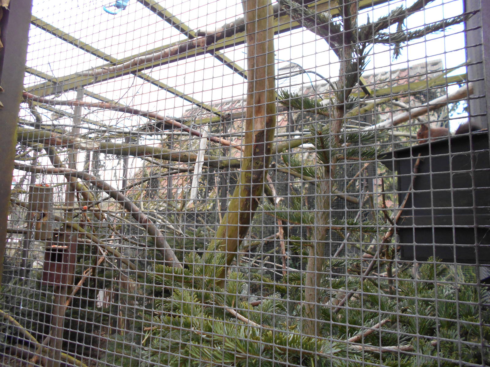 Red Squirrel enclosure - March 15th 2016