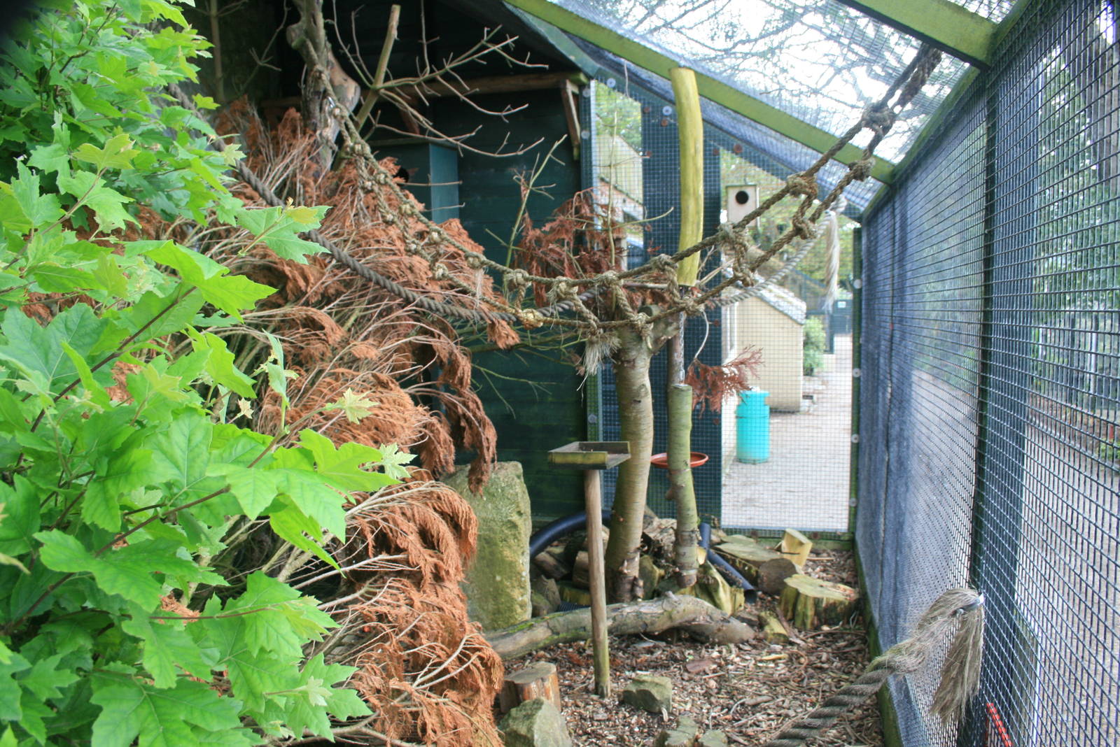 Red Squirrel Enclosure