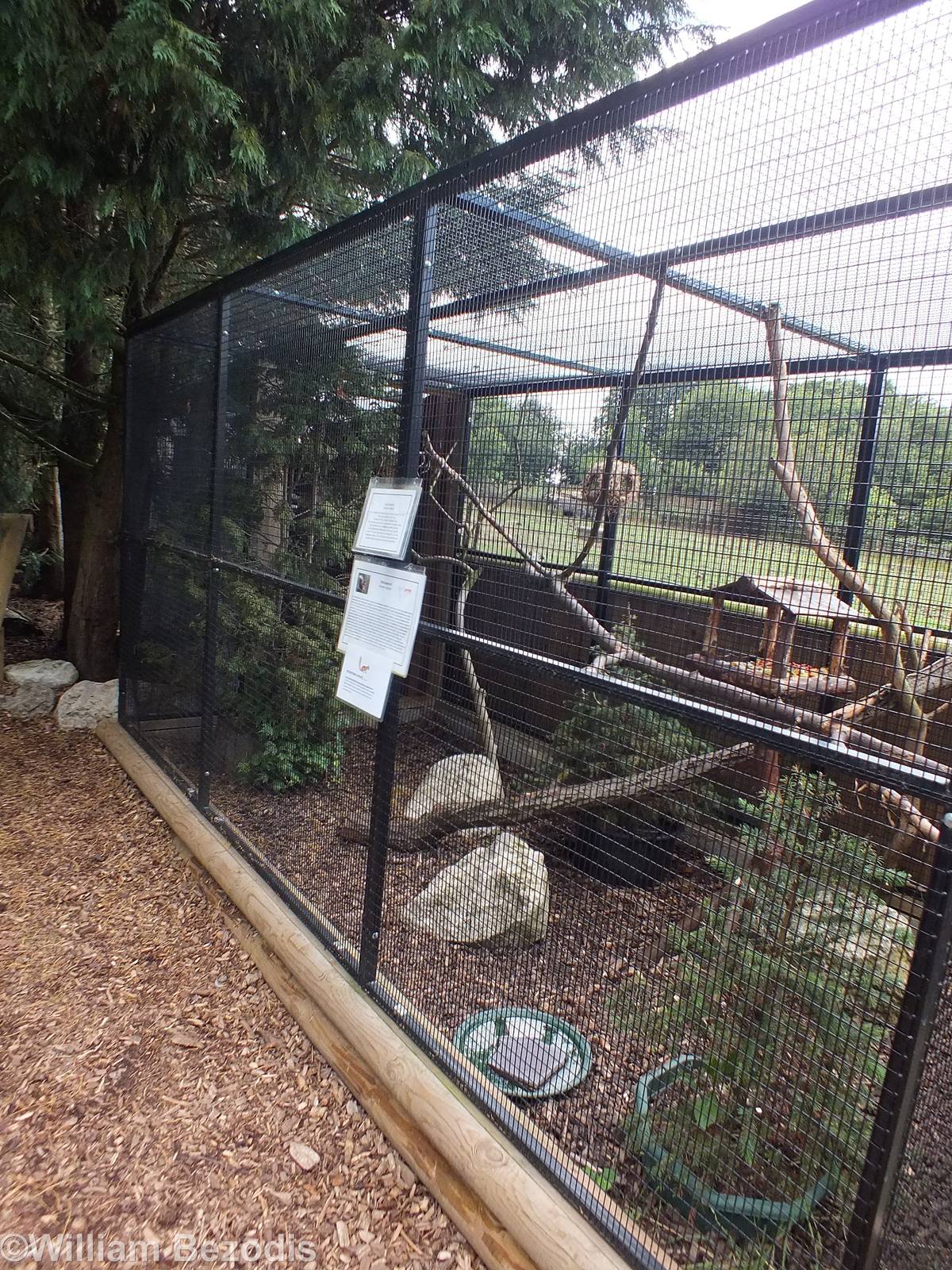 Red Squirrel Enclosure