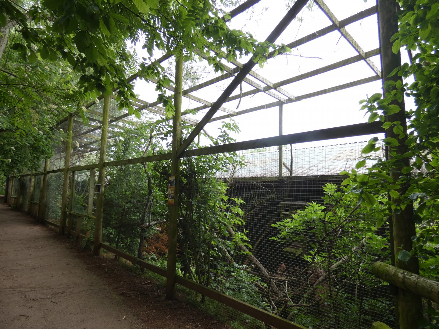 Red squirrel enclosure