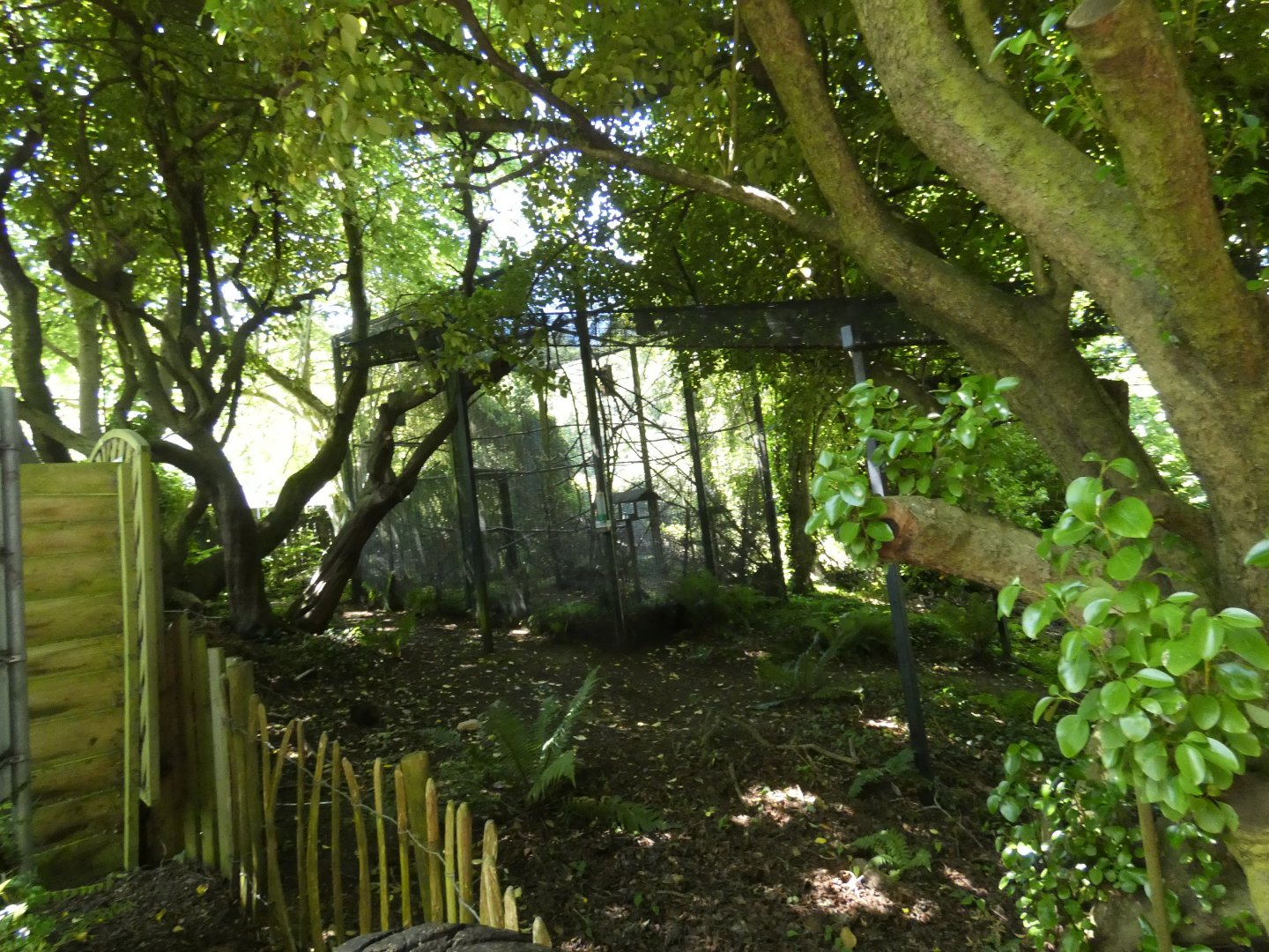 Red squirrel enclosure