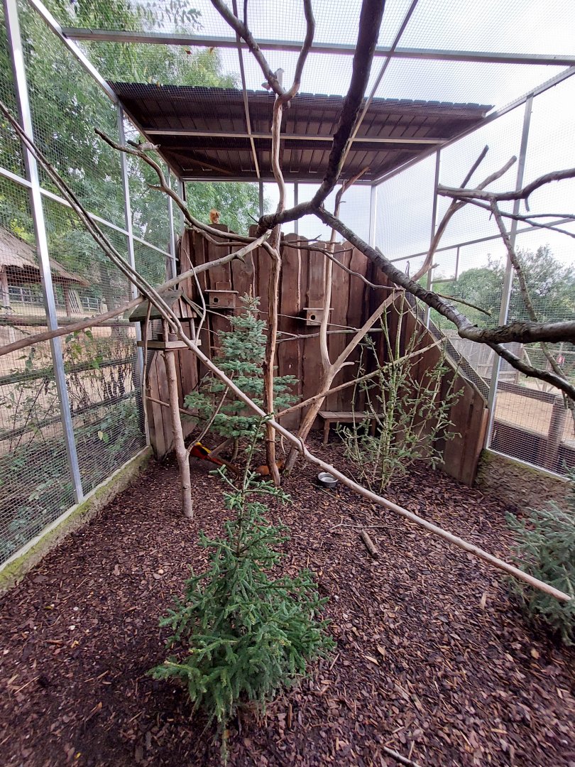 Red squirrel+Golden pheasant walkthrough exhibit