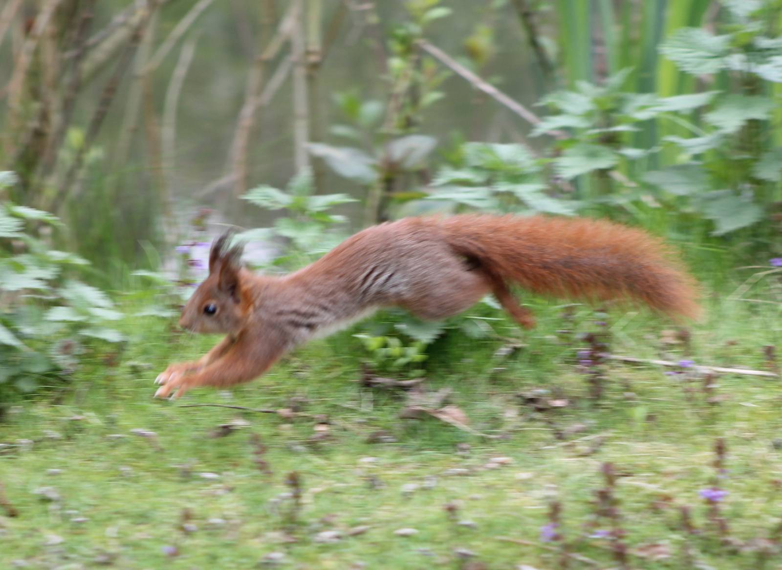 Red squirrel in action