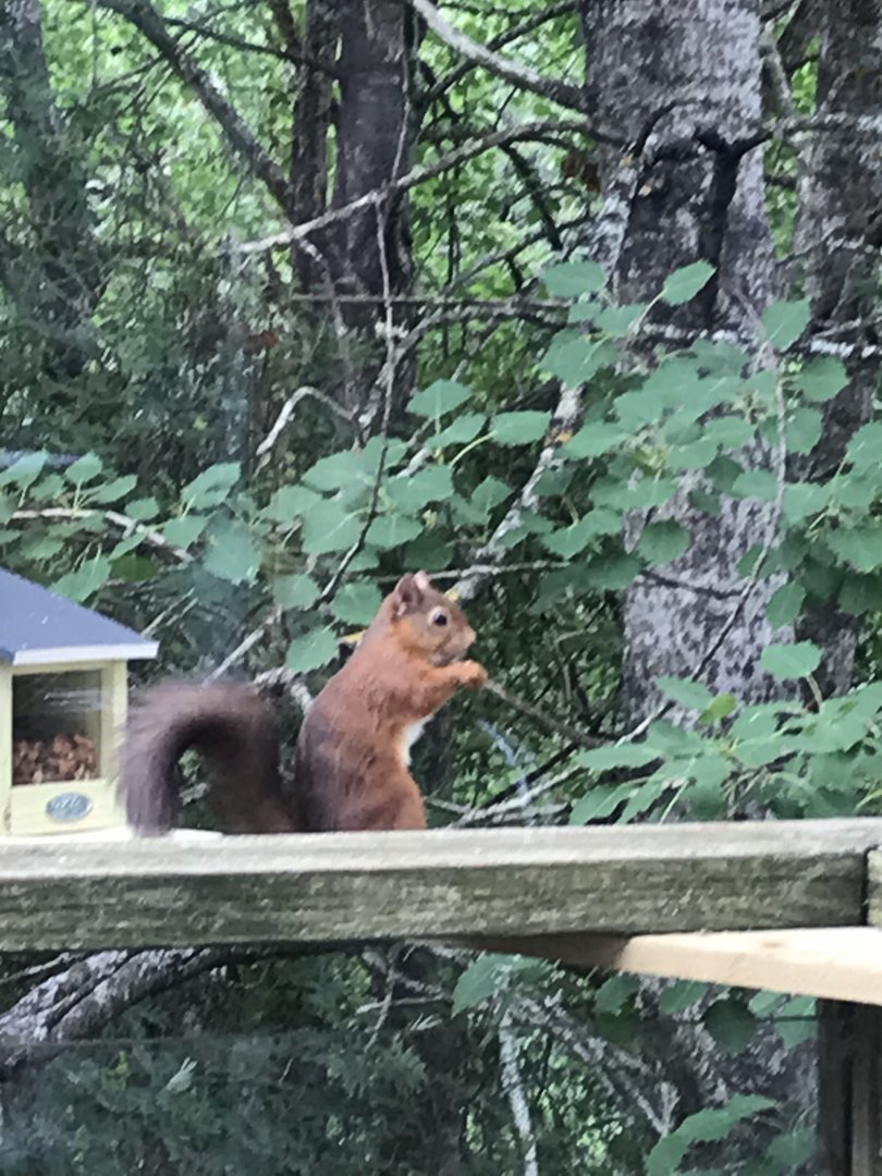 Red squirrel in Newtonmore