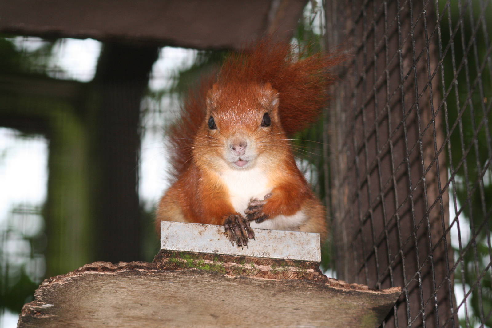 Red squirrel Lakeland oasis 08