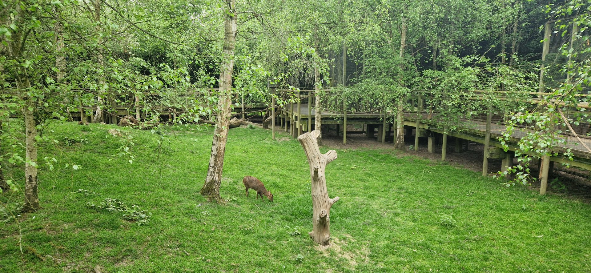 Red Squirrel/Muntjac Walktrough exhibit