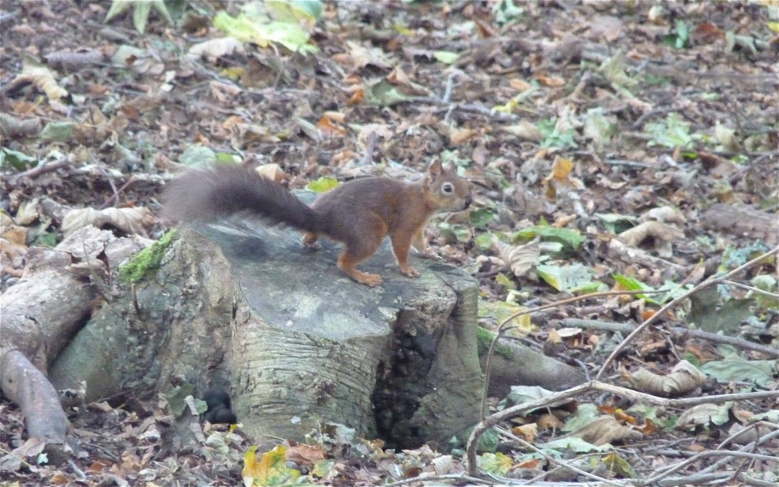 Red Squirrel on Brownsea Island
