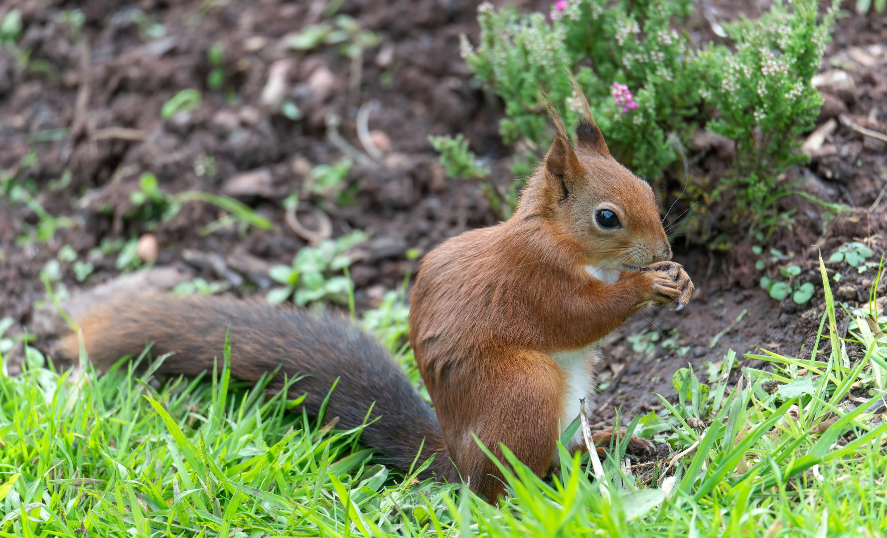Red squirrel, Peak Wildlife Park, UK